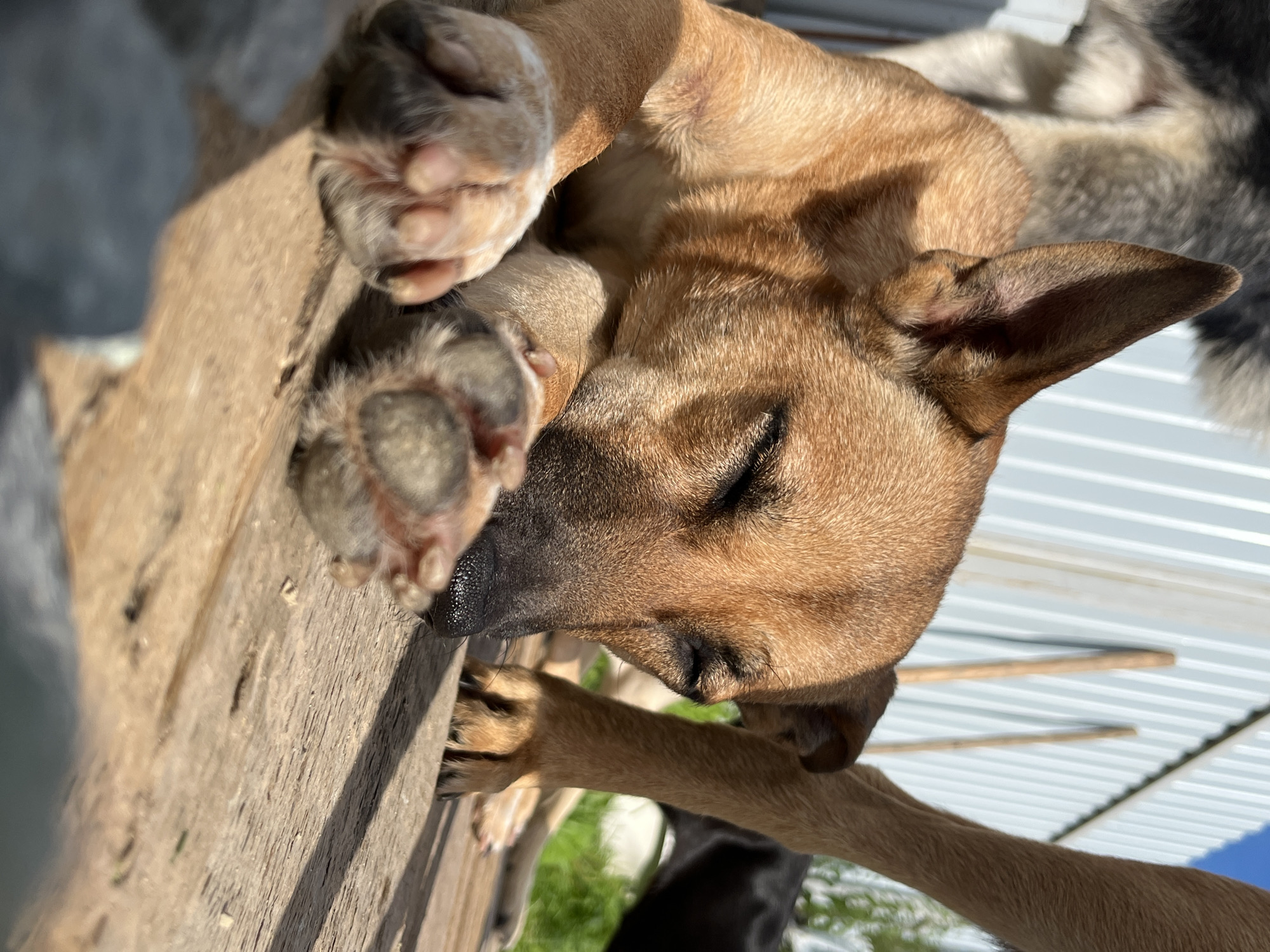 A close-up, low-angle shot features a tan dog sleeping outdoors on a wooden surface. The dog's eyes are closed, and its head is resting on its paws, with one paw prominently in the foreground. Another dog, a larger breed with grey and black fur, is partially visible in the background, as well as a tan dog's leg. The environment appears to be a rural or semi-rural setting, possibly a yard or an animal shelter, with a corrugated metal fence in the background and some greenery visible. The lighting suggests it is daytime with bright sunlight. There are no indications of the specific location in Nizhny Tagil, Russia.