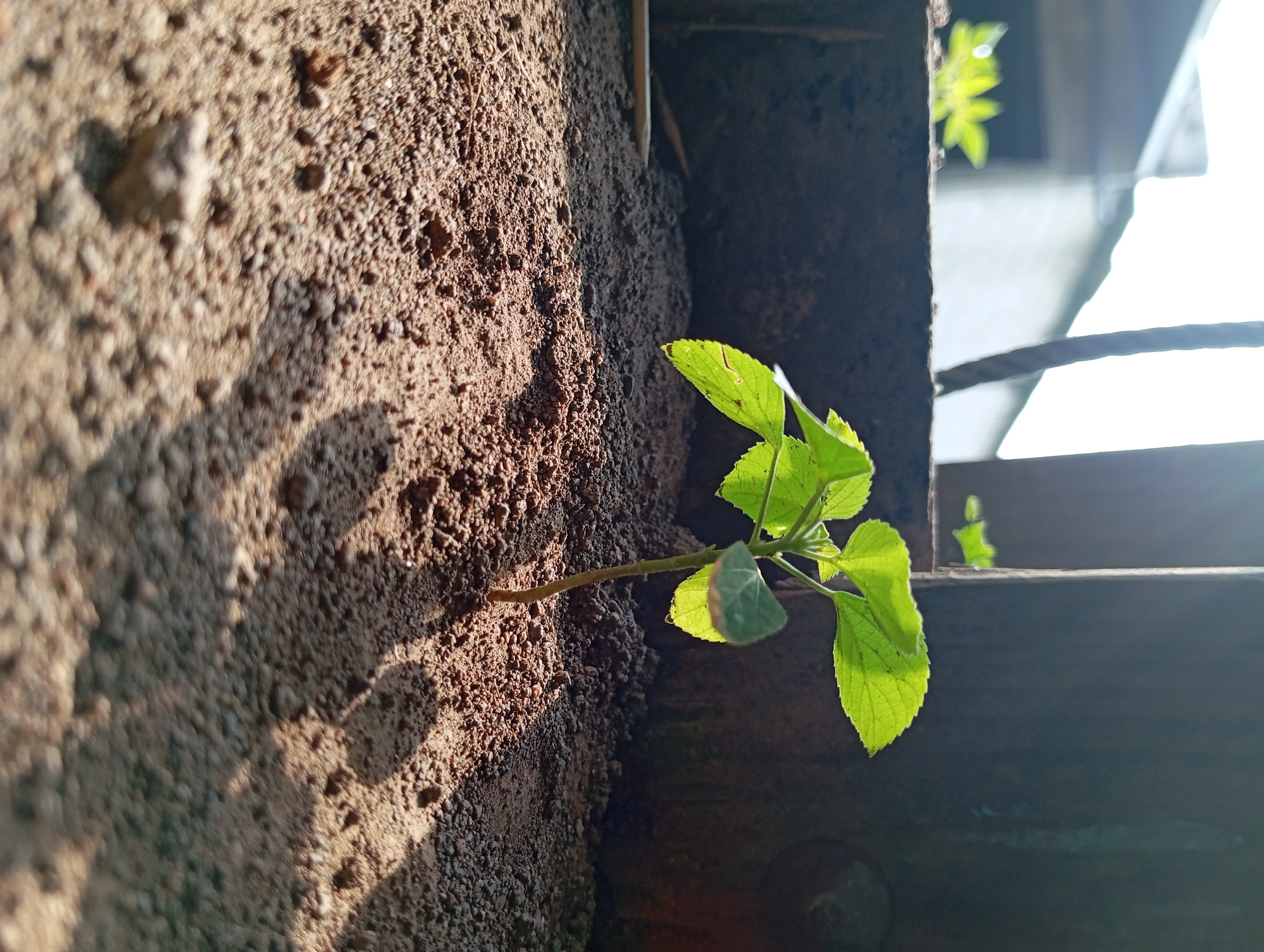 A close-up, low-angle shot captures a young, vibrant green sprout emerging from dry, granular soil. The sprout has a slender, light brown stem supporting several heart-shaped leaves, with the upper leaves catching the bright sunlight, highlighting their intricate vein patterns and edges. The soil appears coarse, with visible pebbles and debris, casting long, distinct shadows from the sprout and other unseen objects onto the ground. In the background, out of focus, a dark, rough vertical surface, possibly wood or metal, dominates the right side of the frame, while a blurred, light-colored structure and hints of greenery suggest an outdoor urban or semi-urban environment. The lighting suggests it is daytime, with the sun positioned to create strong contrasts. The scene evokes a sense of resilience and growth in a seemingly harsh environment, potentially a neglected corner of a yard or a construction site. Given the provided context of Lemahbang, Indonesia, this image likely depicts a common sight of natural growth asserting itself within the urban landscape.