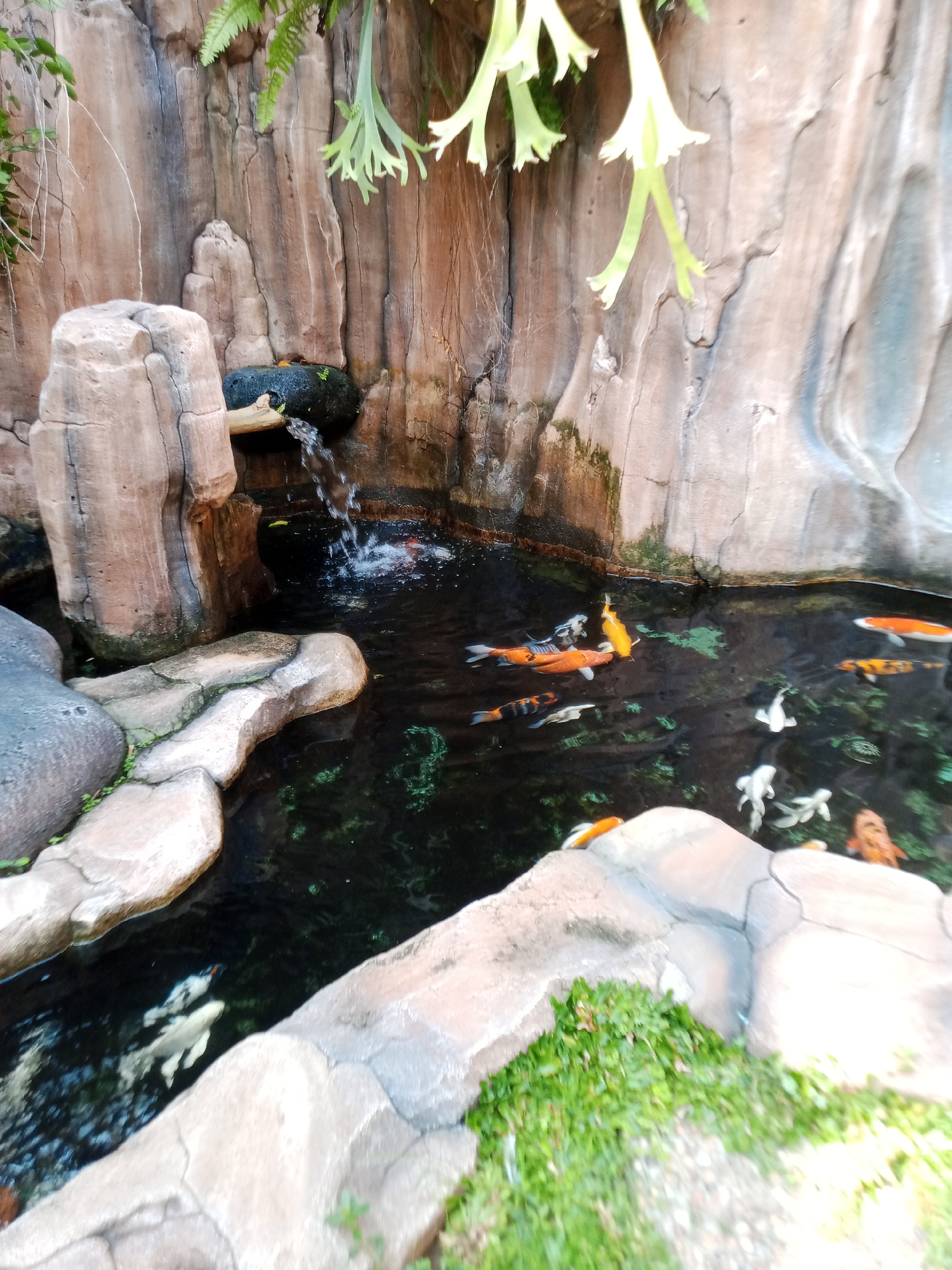 The image shows a koi pond situated in Ngrambe, Indonesia. The pond is surrounded by artificial rock formations. A small waterfall flows into the pond. Several koi fish are visible in the water, exhibiting a variety of colors including orange, white, and black. Ferns and other plant life are visible near the edge of the rock formations and hanging above the water. The water appears dark.