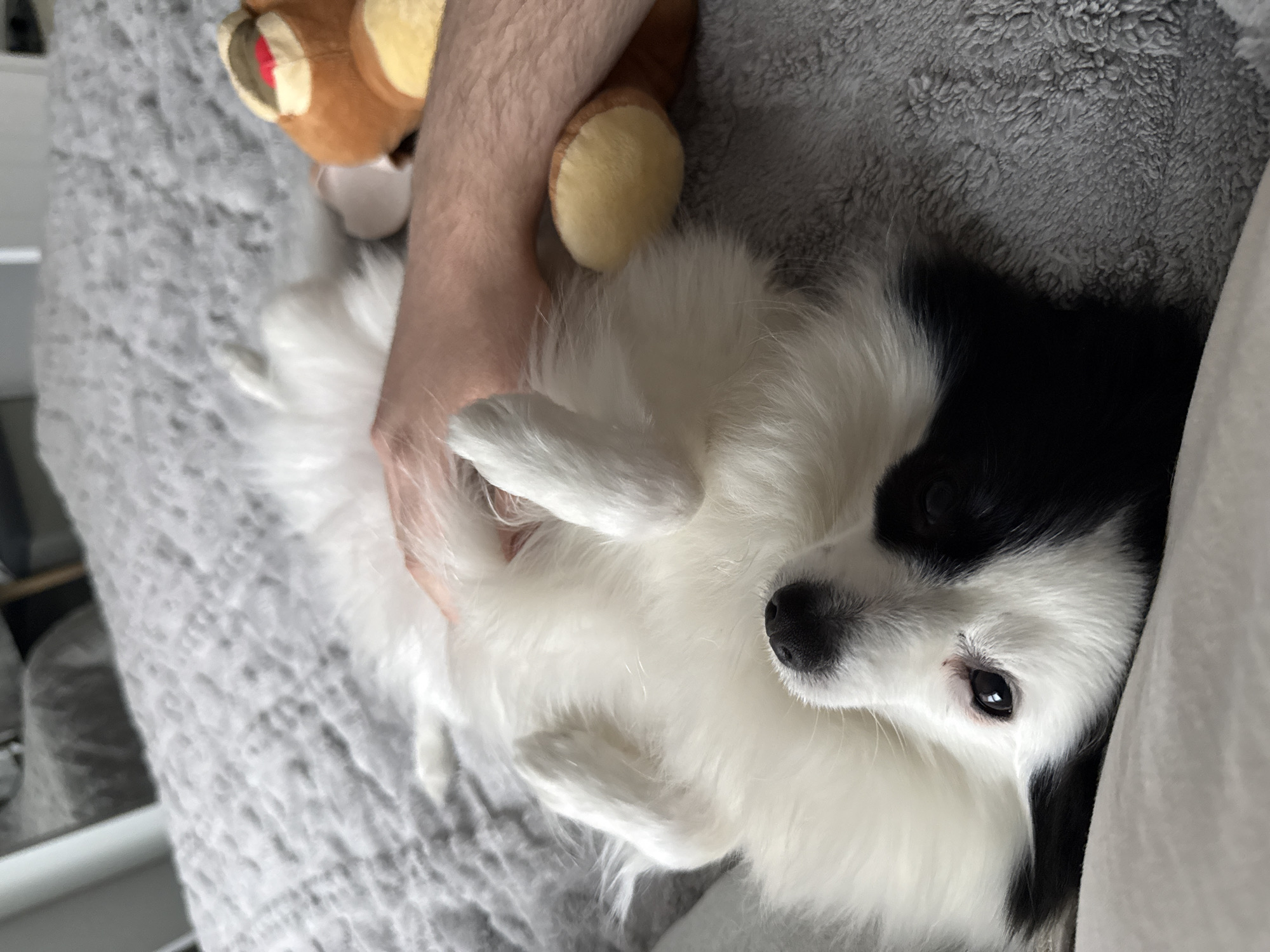 A small, fluffy dog with striking black and white fur is captured in a high-angle, close-up shot, lying on its back on a textured grey blanket. The dog's body is predominantly white, with a prominent black patch covering its left eye and ear, extending down one side of its face. It has dark, round eyes looking upwards and a small black nose. Its front paws are curled gently over its chest, indicating a relaxed and comfortable posture.
A human arm, lightly covered with hair, is visible on the left side of the frame, appearing to be gently holding or petting the dog's side. Partially obscured by the arm and the dog's head, in the upper left corner, is a brown plush toy, possibly a teddy bear, with a light brown snout and a hint of red inside its mouth area.
The dog and human interaction take place on a soft, grey blanket or bedspread, which has a shaggy, comfortable texture. A white pillow or sheet is visible along the right edge of the frame. The scene is set indoors, suggesting a cozy and intimate moment of companionship. The lighting is soft, likely natural light filtering indoors, contributing to the serene atmosphere. The dog's expression conveys contentment and relaxation. There is no visible text in the image. The provided location context for this image is Stara Zagora, Bulgaria.