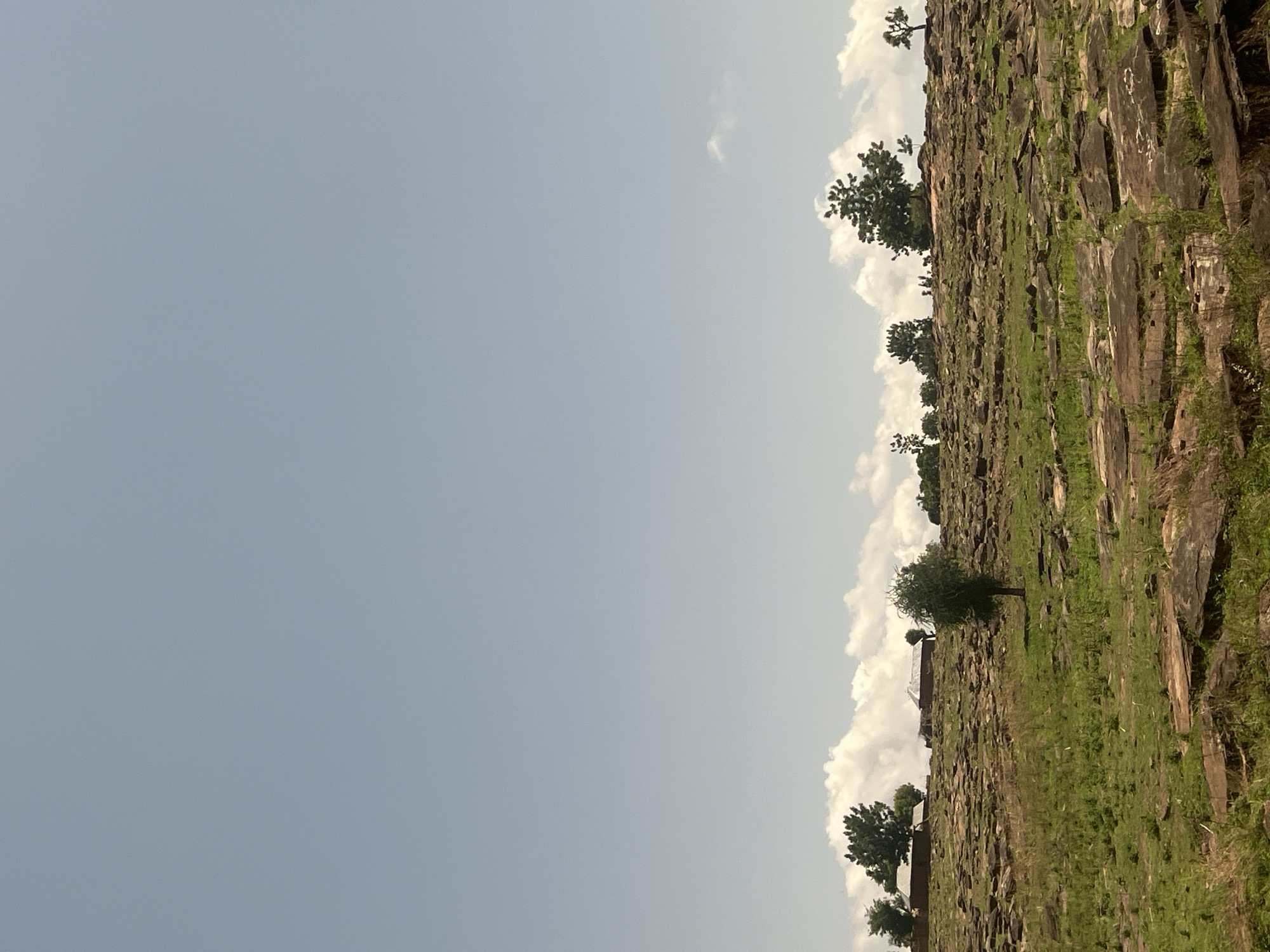 The image presents an outdoor landscape in Kwarge, Nigeria, characterized by a predominantly clear, pale blue sky occupying the upper two-thirds of the frame. Scattered white cumulus clouds are visible along the horizon line, particularly on the right side. The lower third of the image comprises a rocky, grassy terrain. Numerous flat, irregularly shaped rock slabs, varying in color from dark brown to reddish-brown, are distributed across the ground. These rocks are interspersed with patches of bright green grass and some dry, lighter-colored vegetation. A single, medium-sized tree with dense green foliage stands in the mid-ground, slightly to the left of the central vertical axis. On a gentle rise in the background, several additional trees with dark green canopies are visible. Toward the left side of the background, at least two low-rise structures, appearing to be simple dwellings with light-colored walls and dark roofs, are present among the trees. No people, discernible actions, or interactions are visible in the scene.