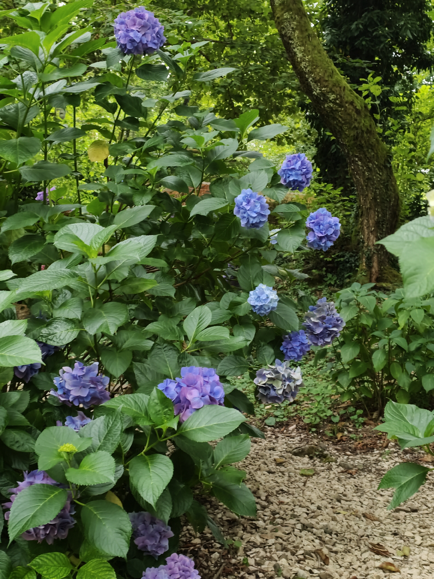 A medium shot captures a cluster of blooming hydrangeas in a garden setting. The flowers are predominantly a vibrant blue and purple, with some displaying a lighter, almost white hue. They are densely packed, forming large, spherical clusters, and are surrounded by lush green foliage. In the background, a large tree trunk, covered in moss, stands prominently. The ground is covered in small, light-colored gravel and fallen leaves. The overall scene suggests a natural, serene outdoor environment, possibly a park or a botanical garden, given the variety and density of the flowers. The lighting is diffused, indicating overcast conditions or a shaded area. The image appears to be a still photograph taken during daylight.