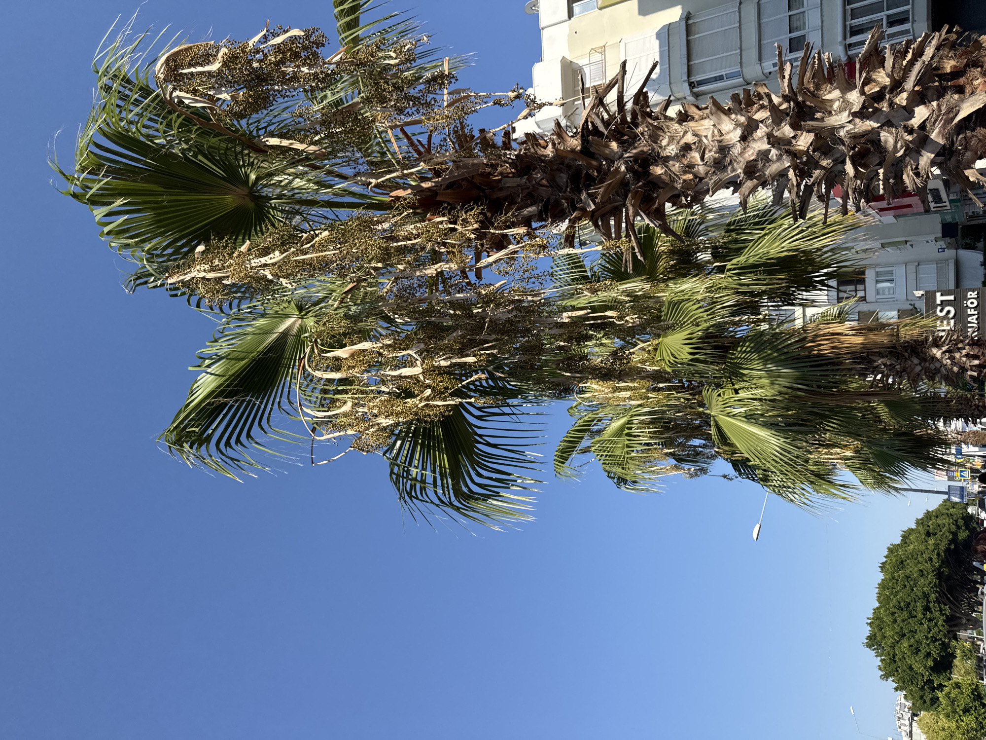 The image captures a street scene in Antalya, Turkey, dominated by a cluster of palm trees under a clear blue sky. The foreground features the textured, weathered trunk of a large palm tree, with several fronds reaching upwards and out of frame. Hanging from the fronds are numerous clusters of what appear to be developing palm fruits. To the left, another palm tree with green fronds is visible, also laden with fruit. In the background, modern buildings with balconies and windows line the street, suggesting an urban environment. Green trees and streetlights are also present, indicating a well-maintained public area. The overall impression is one of a sunny day in a Mediterranean city.