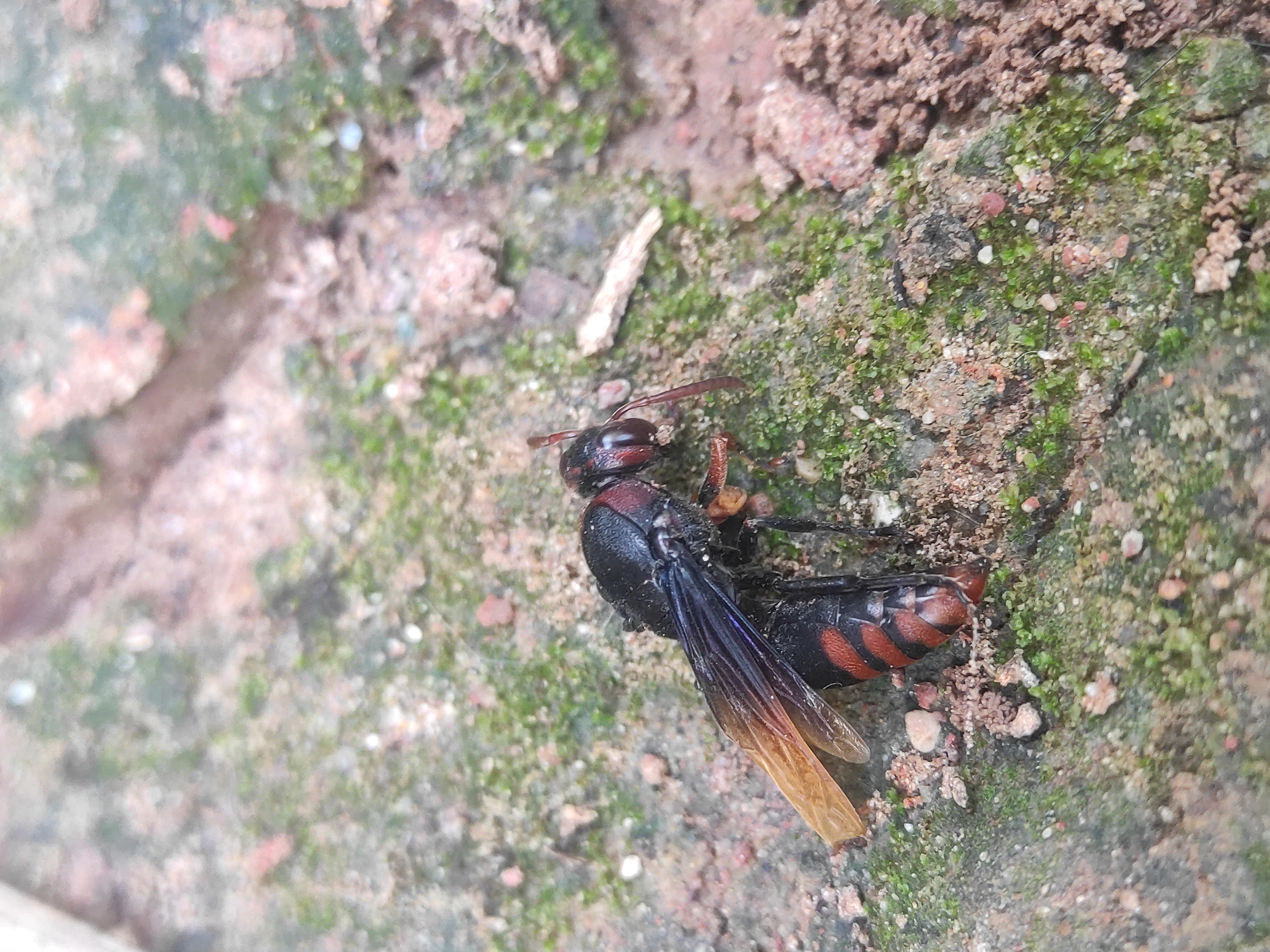 A wasp lies on a mossy, textured surface that appears to be concrete or stone. The wasp has a black body, a red and black striped abdomen, and semi-transparent wings with a darker coloration near the body fading to yellow towards the tips. The background consists of moss, pebbles, and soil. The photo was taken in Lhokseumawe, Indonesia.