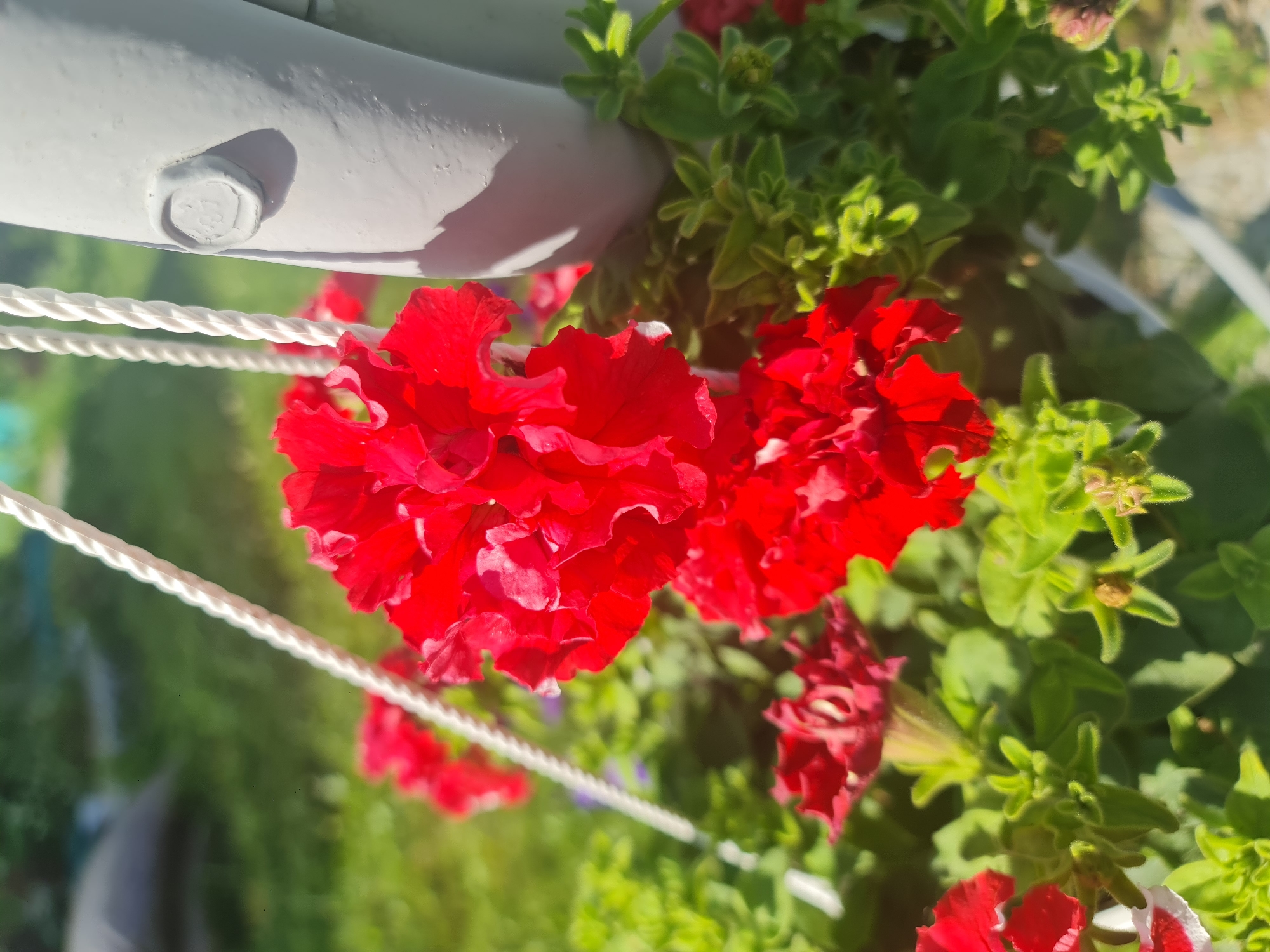 The image shows a close-up of bright red petunias with ruffled petals, blooming in a hanging planter. The planter appears to be suspended by thick white ropes, one of which is visible in the upper left quadrant. A section of a light grey, cylindrical support pole is visible on the right side of the image, featuring a hexagonal bolt. The background is a blur of green foliage and a hint of a sunny outdoor environment, suggesting a garden or patio. There is no indication of a specific location within the city of Angarsk, Russia, or any people, actions, or interactions.