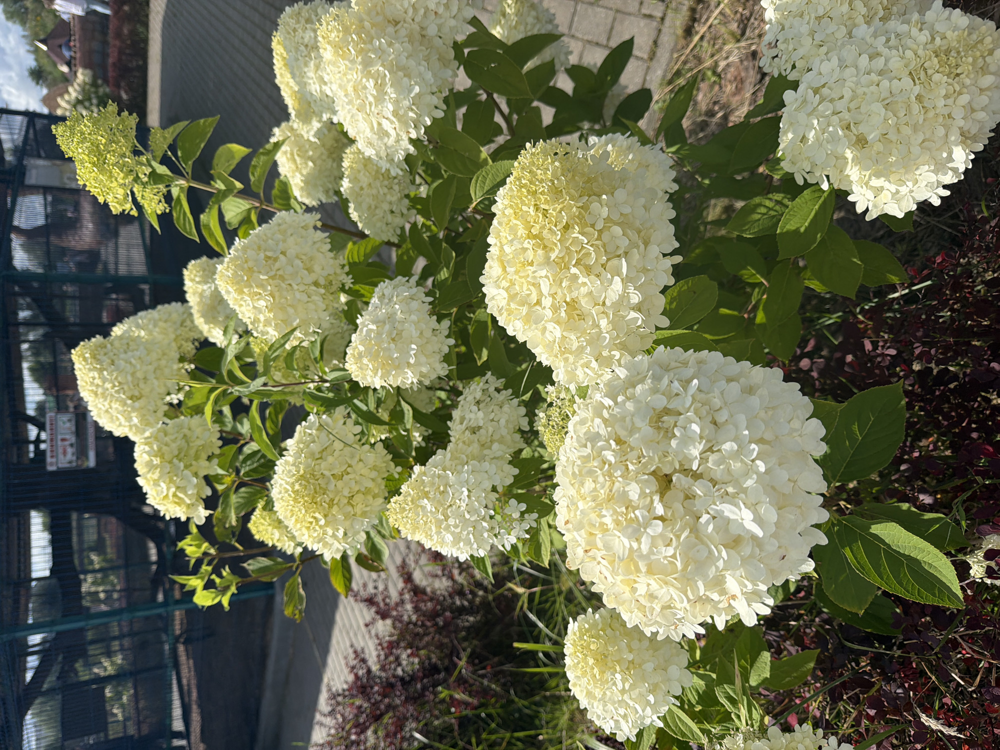 The image displays a cluster of creamy white hydrangeas in bloom, with some featuring a slight yellow tinge at their tips. The flowers are full and round, typical of panicle hydrangeas. They are set against a background that includes dark red foliage plants at the base, green leaves from the hydrangeas, and a paved walkway further back. A green metal fence or enclosure is visible in the upper left, and hints of sky with clouds can be seen above. The lighting suggests it is daytime with sunlight illuminating the scene. The location is identified as Konstantinovka, Russia. There are no people or animals depicted in the image.