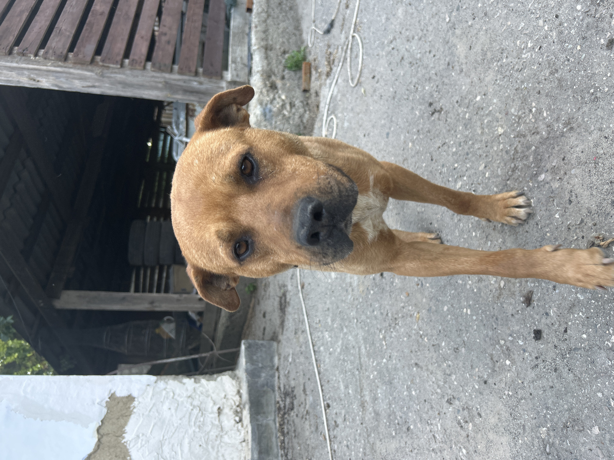 The image shows a medium-sized, short-haired dog with brown fur. The dog is in the foreground, looking directly at the camera with a neutral expression. Its head is slightly tilted, and one ear is perked up while the other is down. The dog appears to be standing or walking on a concrete surface.
In the background, there is a wooden structure with vertical planks, suggesting a rustic or outdoor setting, possibly a barn or shed. The area appears somewhat unkempt, with some debris visible on the ground and a white-painted wall on the lower left corner. A white rope is also visible on the ground, running across the concrete. The lighting suggests it is daytime, but the time of day is not precisely determinable. The overall scene appears to be an outdoor area in a rural or semi-rural environment. No people are visible in the image. There is no visible text in the image.