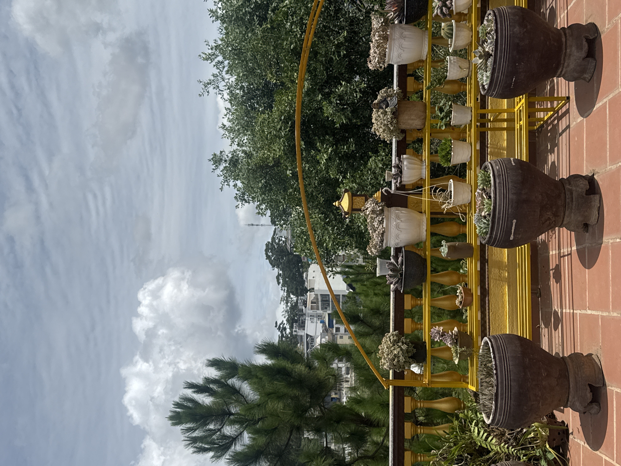 The image depicts a balcony in Da Lat, Vietnam, adorned with a collection of potted plants. The balcony floor is tiled with terracotta. In the foreground, two large, dark-colored ceramic pots, each containing succulents, are prominently displayed. Behind these, a vibrant yellow metal shelving unit holds an assortment of smaller potted plants, including succulents and what appear to be small trees or shrubs. The balcony railing is painted a golden yellow and features decorative balusters. Beyond the railing, a lush green landscape unfolds, with a dense canopy of trees obscuring a view of a distant cityscape characterized by white and light-colored buildings. A tall pine tree stands to the left of the frame, its dark green needles contrasting with the lighter foliage and the sky. The sky itself is a mix of blue with scattered white clouds. The overall impression is one of a serene, plant-filled outdoor space in a hilly urban environment.