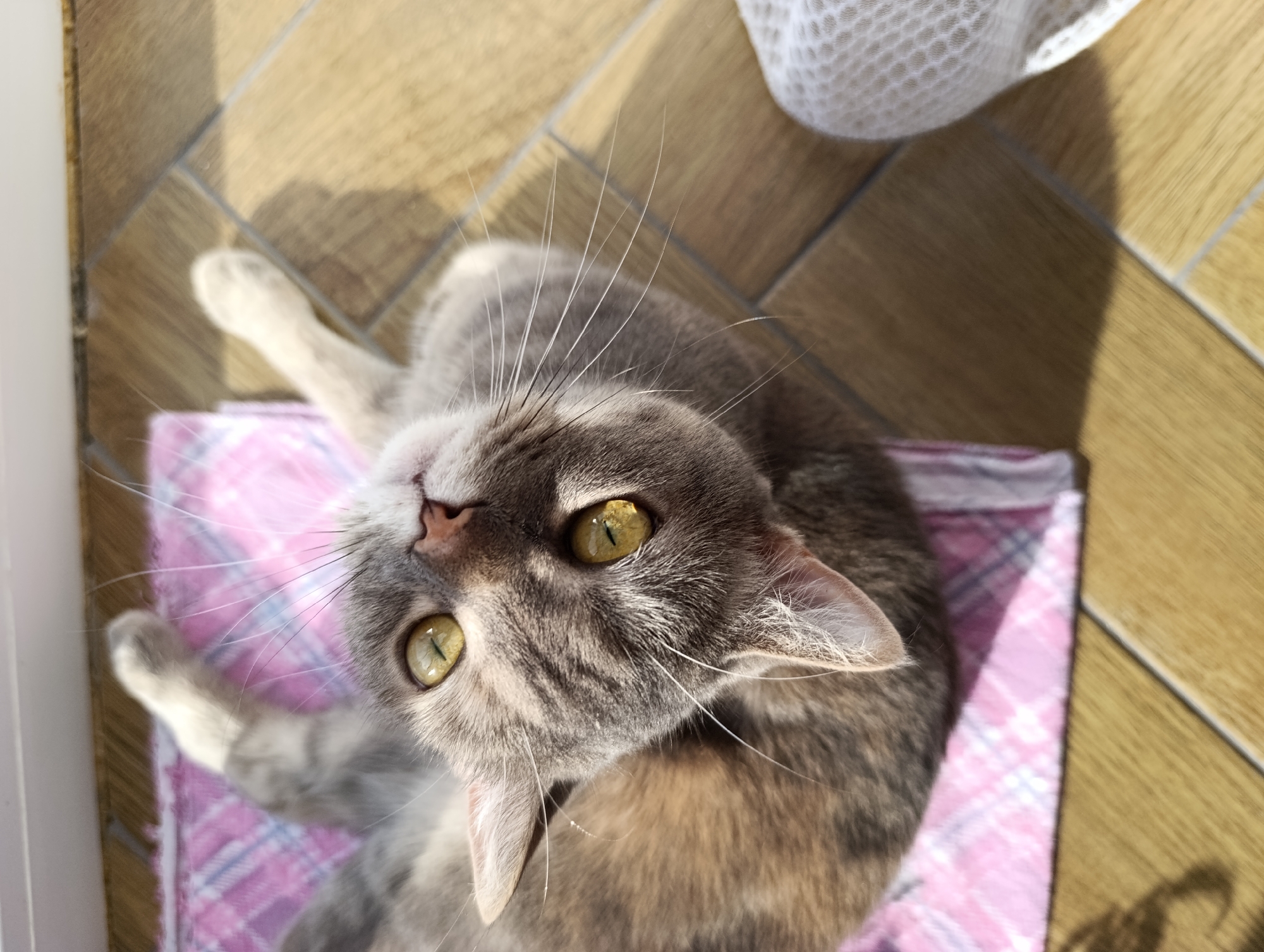 A gray tabby cat lies on a pink and white plaid blanket on a tiled floor. The cat is looking up at the camera with yellow eyes. The tiles are light brown and laid out in a parquet pattern. A white mesh bag is visible in the upper right corner of the frame. The location is Chaikovsky, Russia.