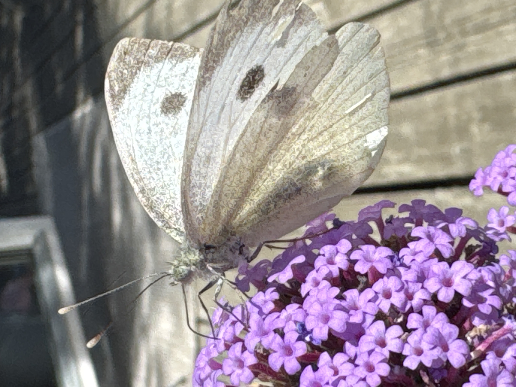 A close-up, horizontal, eye-level shot captures a light brown and white butterfly with dark speckles on its wings resting on a cluster of small purple flowers. The butterfly's body is light green, and it has two long, thin antennae with light-colored tips. The butterfly's wings are spread, revealing delicate veins and patterned markings. The purple flowers are tightly packed, with individual blossoms featuring five petals. The background is softly blurred, showing the texture of wooden planks, suggesting an outdoor setting. The lighting appears natural, casting subtle shadows. This scene is observed in Österskär, Sweden.