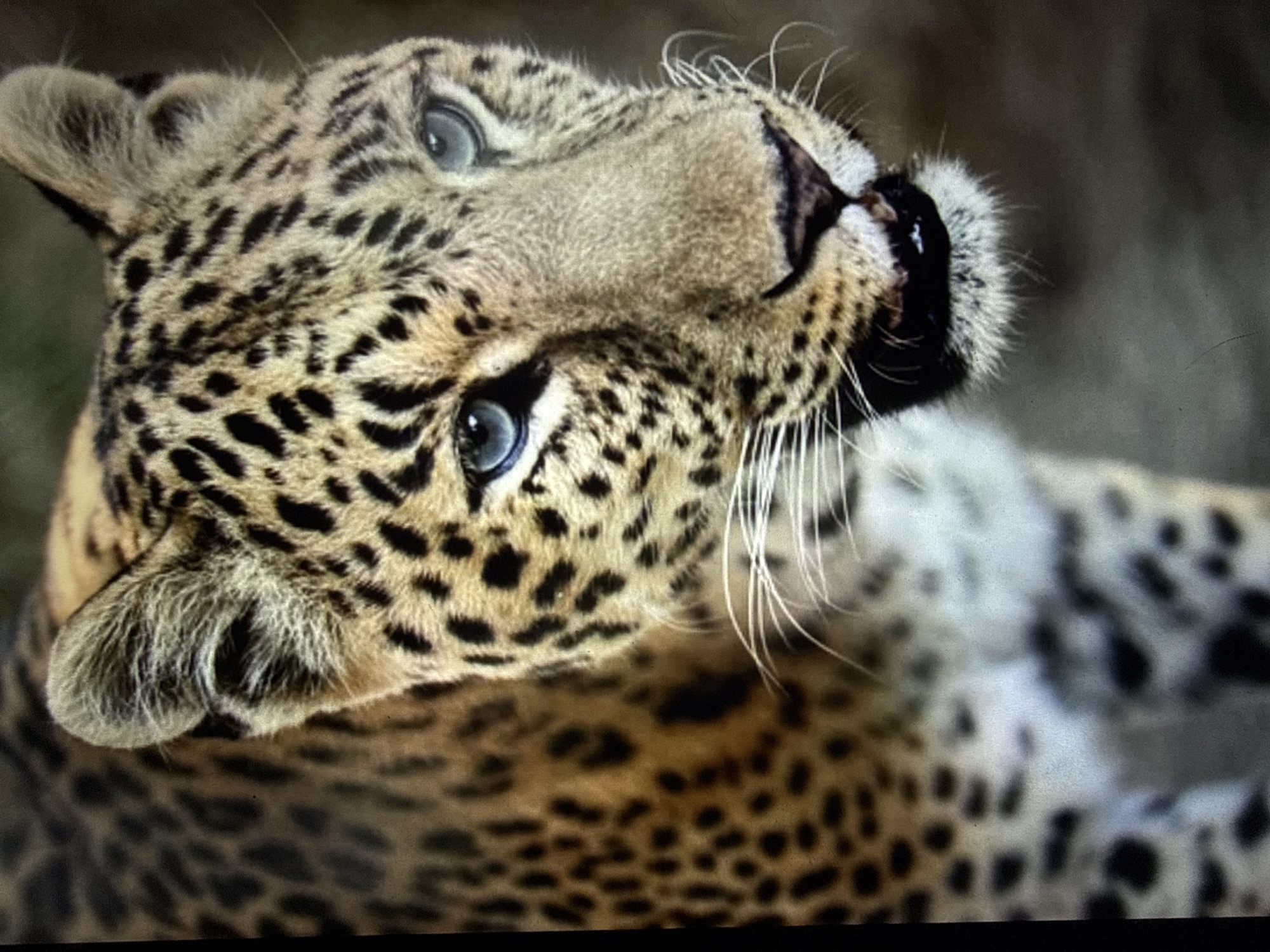 An extreme close-up shot captures a leopard's head and shoulders, facing the viewer with its mouth slightly open. The leopard's fur is a mix of tan and black spots, with pale fur around its snout and underbelly. Its eyes are a striking blue, and long white whiskers extend from its muzzle. The background is a blur of muted browns and grays, suggesting an outdoor or natural environment. The lighting is soft, highlighting the texture of the leopard's fur and the intensity of its gaze. The image does not contain any information about a specific city or location.