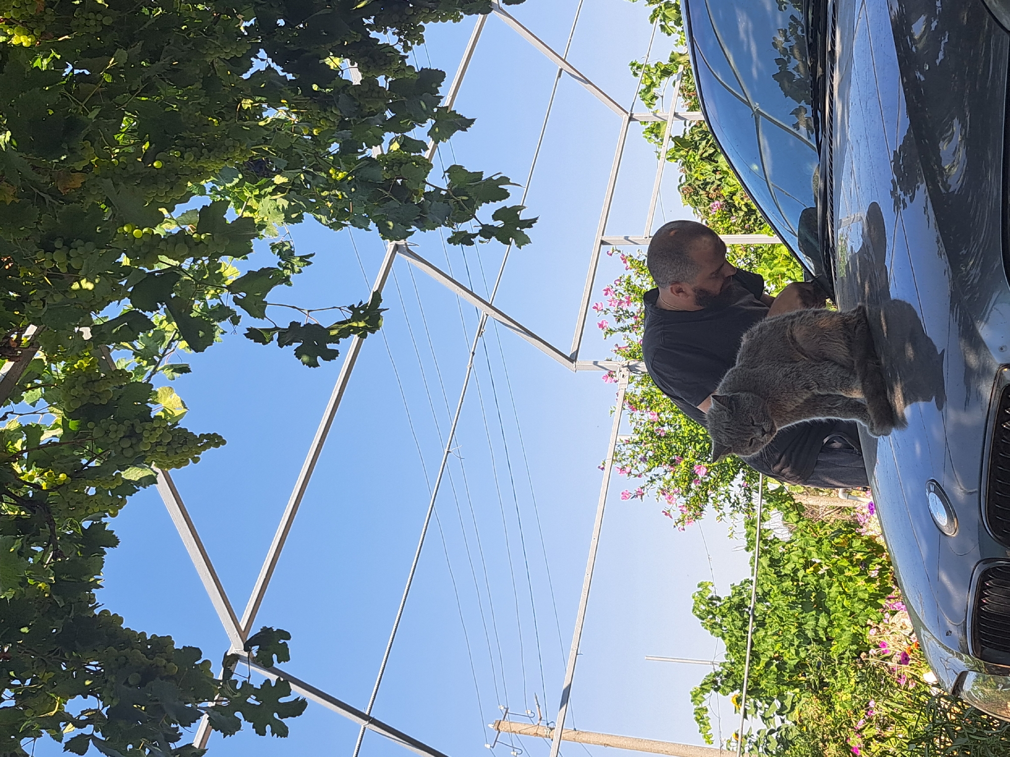 In Vypasne, Ukraine, a man in a black t-shirt is cleaning the windshield of a dark-colored car. A gray cat is sitting on the hood of the car, facing away from the man. The car is parked outdoors under a canopy of grapevines, with bunches of green grapes visible. In the background, there are trees with green foliage, pink flowers, and a utility pole with power lines. The sky is clear and blue.