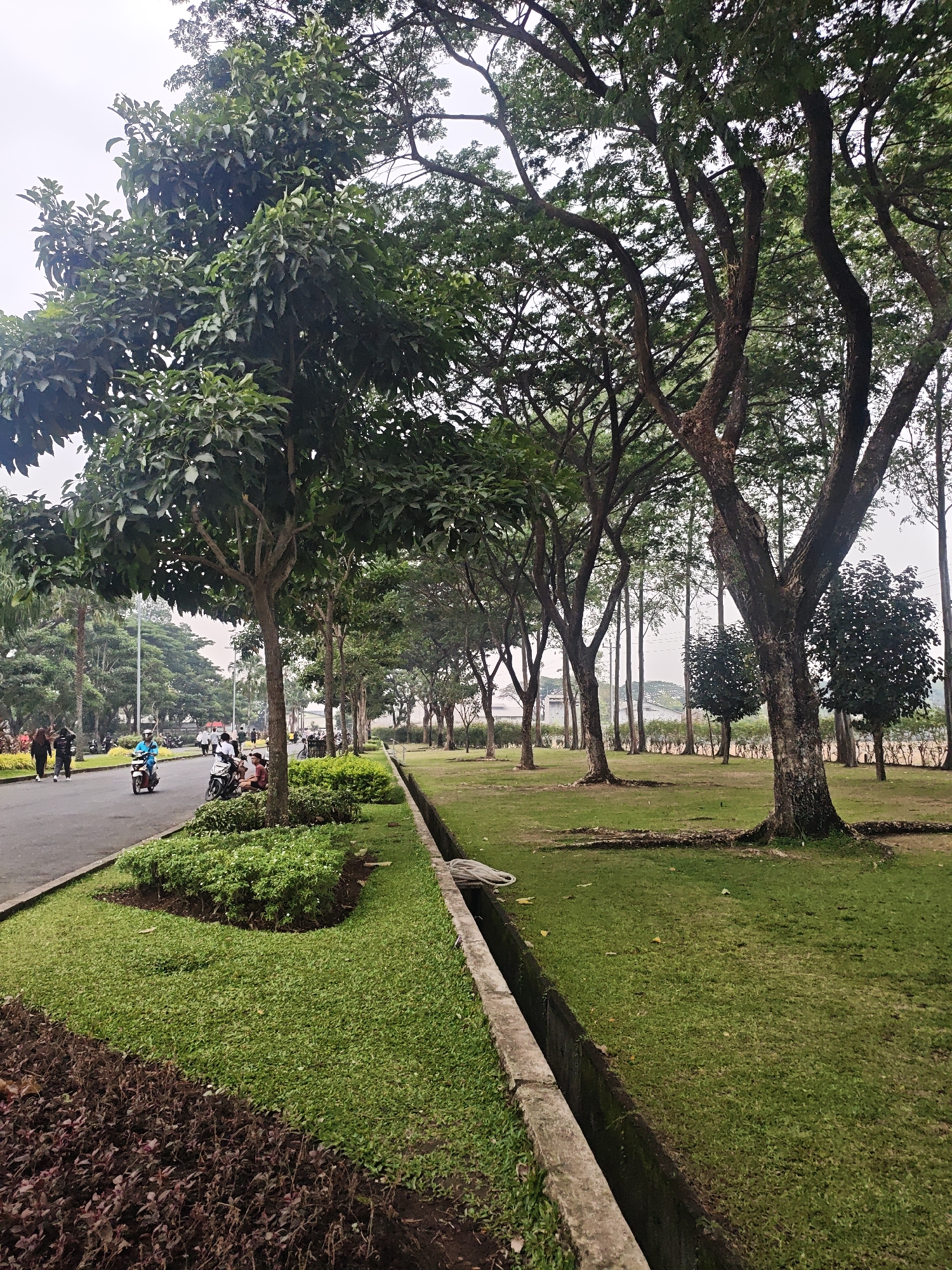 The image captures a view of a well-maintained green space and a road in Bacin, Indonesia. In the foreground, a concrete drainage ditch runs along a well-manicured lawn. The lawn is bordered by a darker reddish-brown mulch bed on the far left. Beyond the lawn, a paved road is visible with several people and motorcycles. On the left side of the road, a line of lush green bushes and small trees are planted. A few people are walking on the left side of the road, while two motorcycles are being ridden. On the right side of the road, a row of mature trees with dense foliage create a canopy. In the mid-ground, more trees are visible, some with slender trunks and others with thicker ones. In the background, a few buildings and distant trees can be seen under a slightly overcast sky. The overall scene depicts a pleasant urban environment with ample green spaces and active pedestrian and vehicle movement.