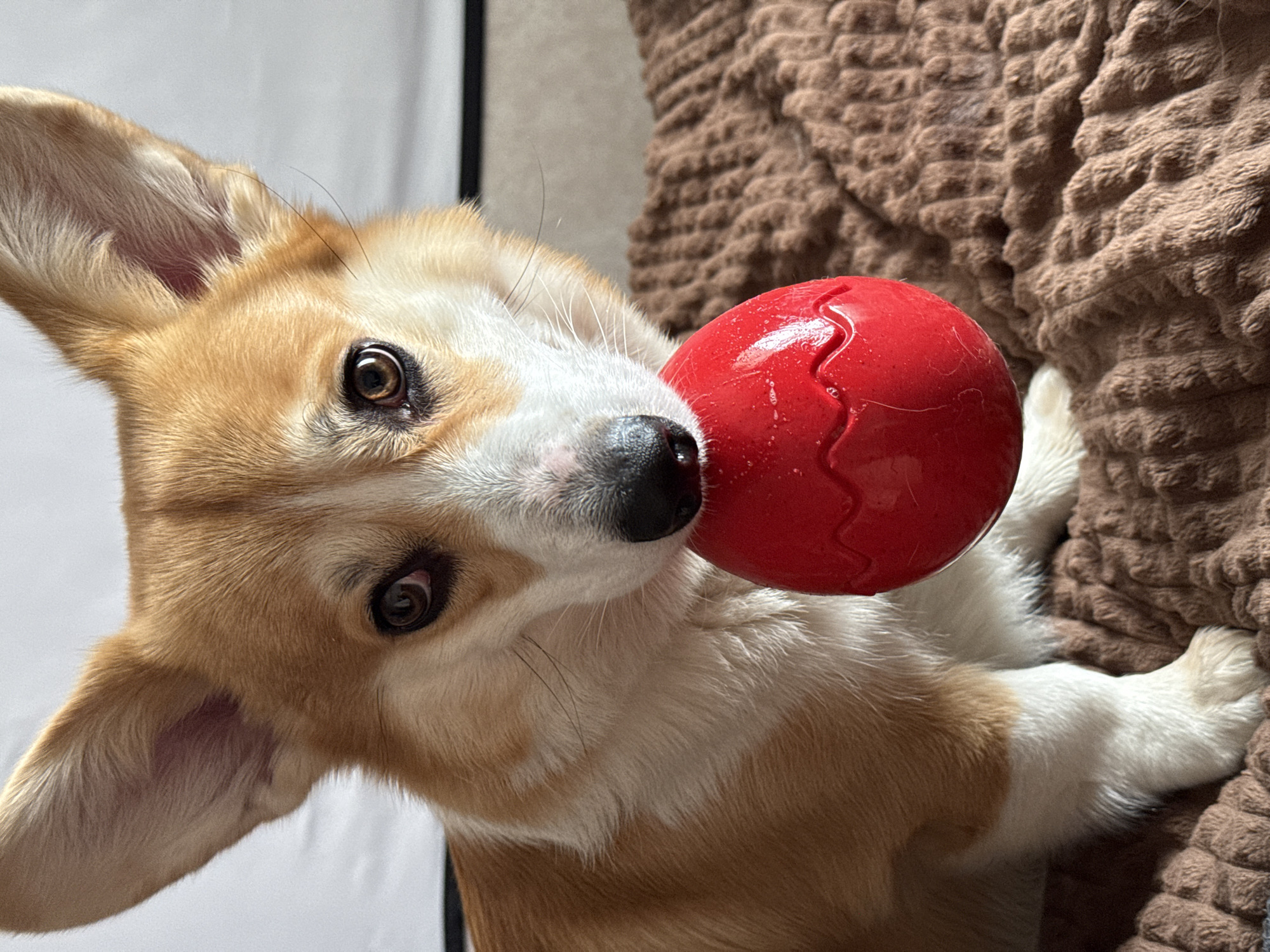 A close-up, eye-level shot depicts a tan and white Corgi dog holding a red, round ball in its mouth. The dog is oriented at an angle, with its head tilted to the left. The background includes a brown, textured surface behind the dog, and a white surface and black vertical line to the left. The location is not discernible, and there is no indication of it being in Borzya, Russia.