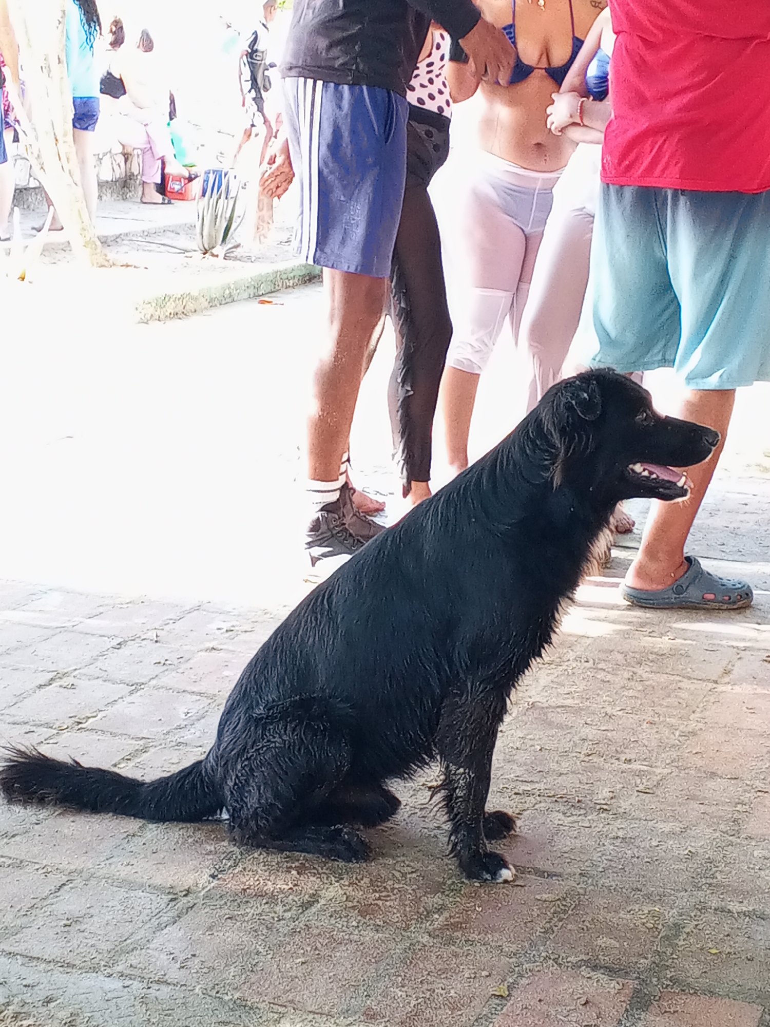 A black dog sits on a brick pavement in what appears to be a public area. The dog is wet and has a white mark on one of its front paws. Several people stand around the dog in the background. The location is Pedro González, Venezuela. The image captures a moment in a casual outdoor setting.