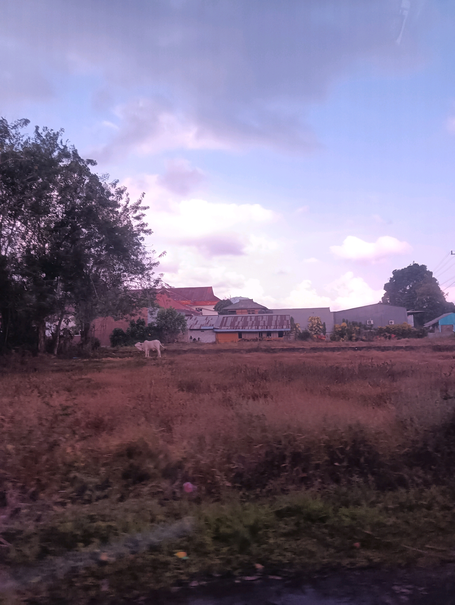 The image depicts a rural scene in Tomohon, Indonesia, under a cloudy sky with hues of purple and pink. In the foreground, dry, reddish-brown grass fills the majority of the frame. To the left, a large tree with dark green foliage partially obscures a building. In the middle ground, a white cow stands in a patch of dry grass. Behind the cow, several buildings are visible, including a house with a red tiled roof and other structures with corrugated metal and grey siding. Some of these buildings have air conditioning units mounted on their walls. The background consists of more buildings and a very tall, dark green tree. Power lines are visible on the far right.