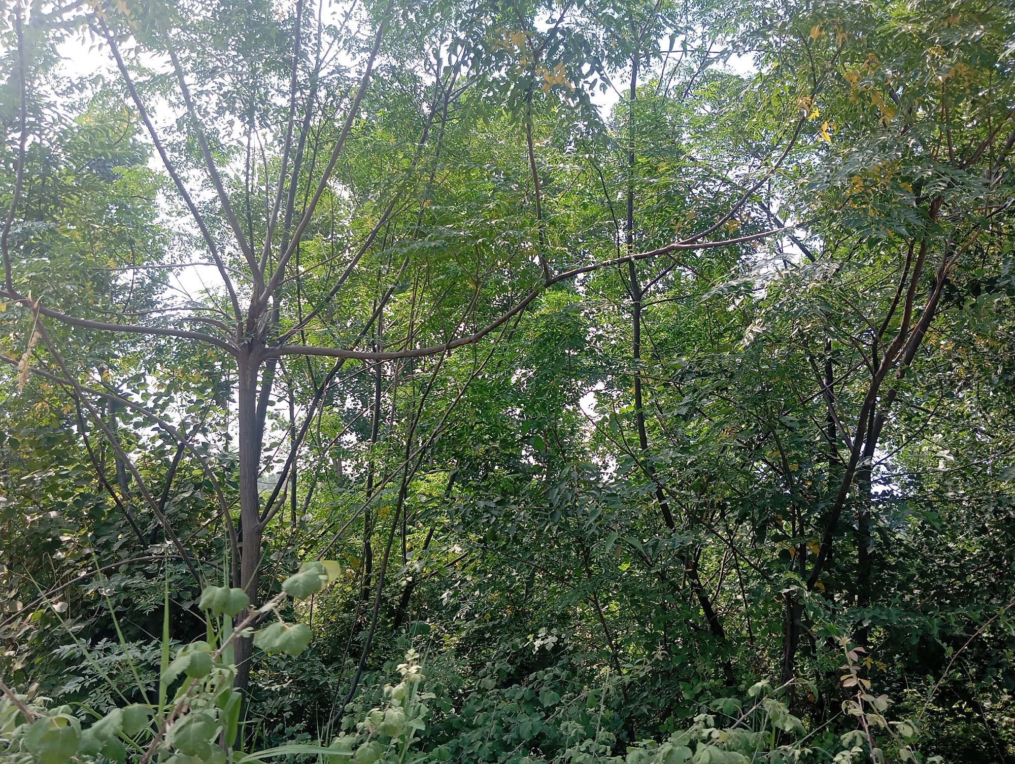 The image depicts a dense, overgrown natural environment, likely a wooded area or a thicket, with a focus on the branches and foliage of various trees and plants. The scene is dominated by shades of green from the leaves, with some brown tones from the tree trunks and branches. The canopy is thick, allowing only dappled sunlight to penetrate, creating a somewhat shadowy effect. The foreground shows a cluster of lighter green leaves and stems, possibly of a different plant species, that are out of focus. The background is a tapestry of green leaves and branches, suggesting a lush and untamed landscape. There are no discernible human figures or any signs of human activity. The overall impression is one of a wild, uncultivated natural setting.