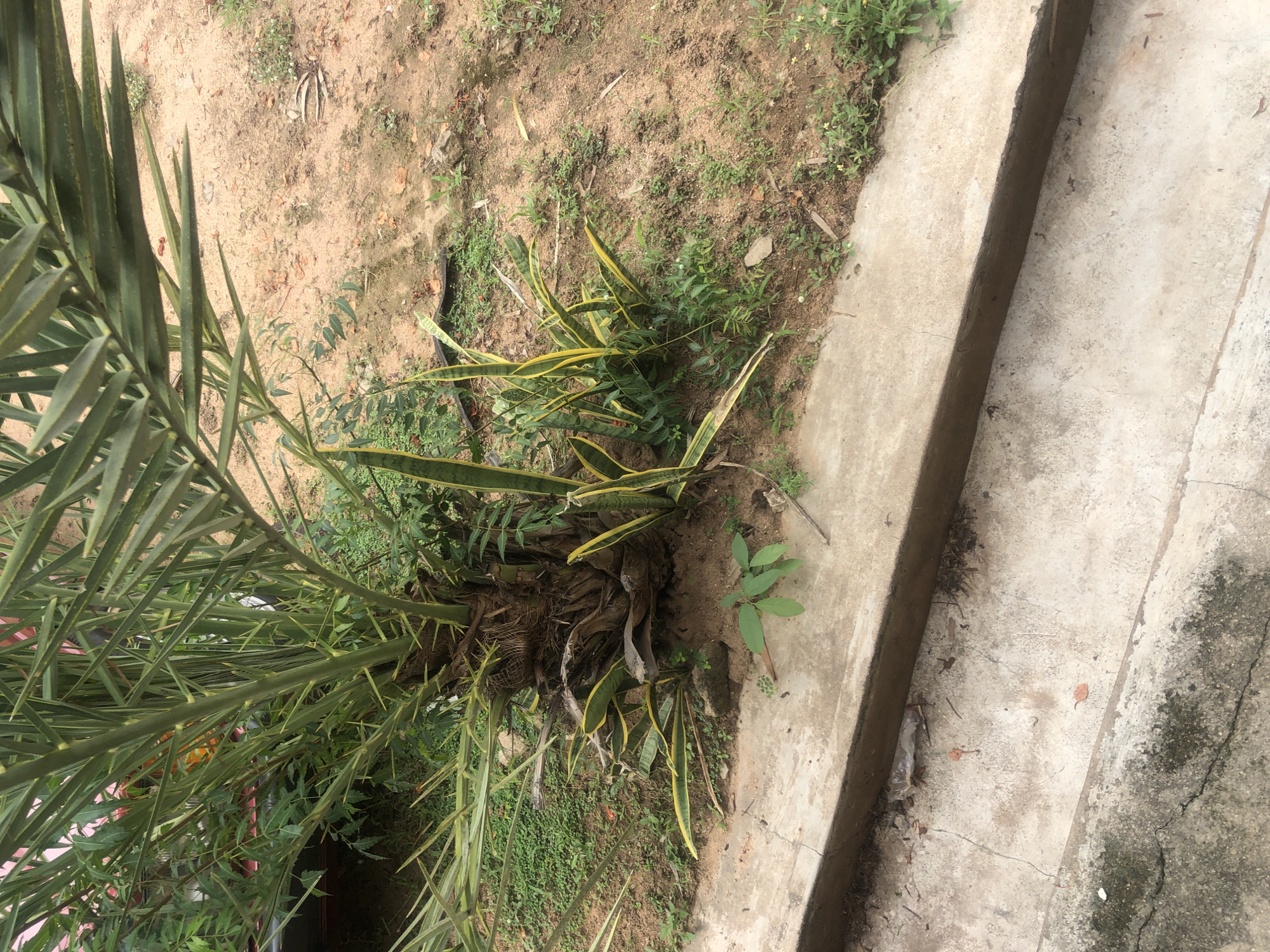 An outdoor medium shot captures a cluster of plants, dominated by a palm tree with long, spiky green leaves and a rough, textured trunk. Beneath the palm tree, several snake plants with stiff, sword-like leaves, variegated with yellow and green stripes, are growing. The ground surrounding the plants is a mix of sandy soil and scattered green vegetation. In the foreground, a concrete structure, possibly a curb or a raised planter box, runs horizontally across the image, showing signs of age and wear. The concrete is cracked in places and has some dirt and debris on its surface. The scene appears to be in an urban or semi-urban environment, consistent with locations in Jalingo, Nigeria, given the climate and vegetation typically found there. No people are visible in the image, and no specific actions or interactions are depicted. The overall impression is one of a naturalistic setting within a built environment.