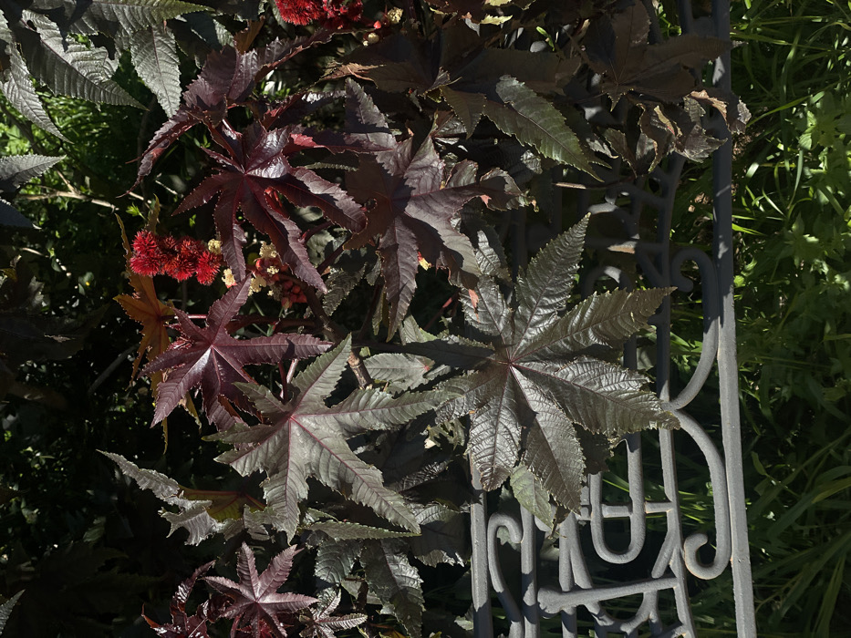 The image displays a close-up, sunlit view of a dense cluster of castor bean plants (Ricinus communis) with large, palmately lobed leaves ranging in color from dark reddish-purple to deep green. Several clusters of bright red, spiky seed pods are visible among the foliage, primarily in the upper right and central areas. A dark grey ornamental metal fence, featuring curved scrollwork, runs horizontally across the lower third of the frame, partially obscured by the plant's leaves which grow through and over it. Below the fence, green grass is visible. The scene is illuminated by direct sunlight, creating highlights on the glossy leaf surfaces and casting shadows. No individuals are present. The location is Urbanización Ciudad Quesada, Spain.