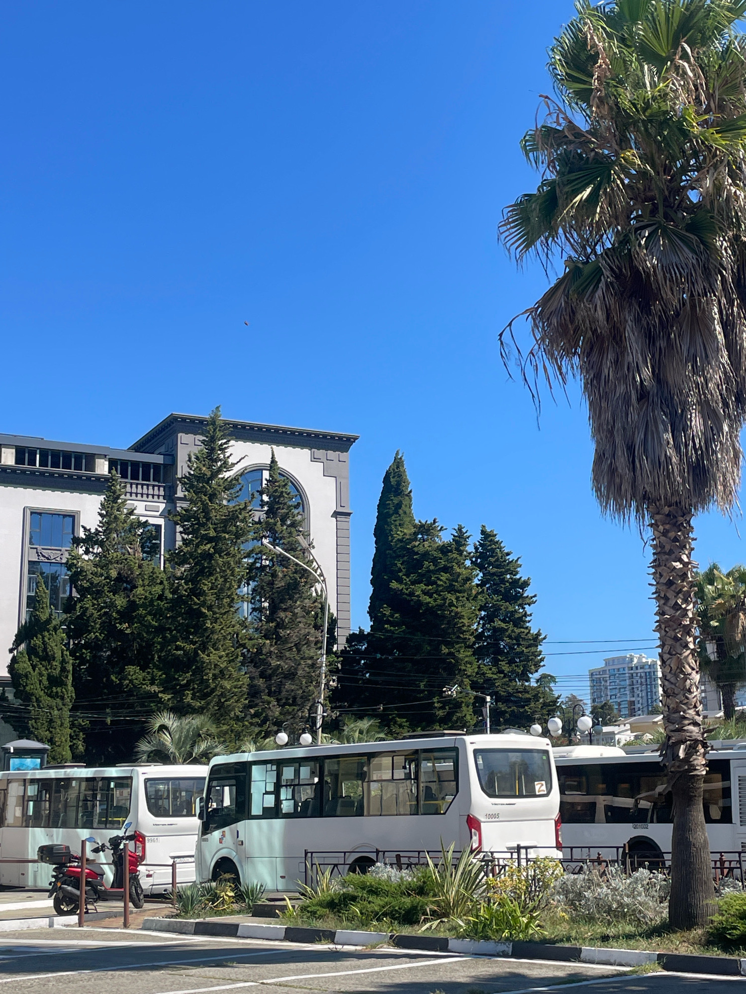 The image depicts a sunny day in Sochi, Russia, likely near the coast, given the presence of palm trees and a clear blue sky. In the foreground, several white buses are parked. A red scooter with a black storage box is parked behind one of the buses. A lush green area with various plants and shrubs separates the parking area from a road. In the background, a large, modern building with grey accents and arched windows stands prominently, surrounded by tall, conical evergreen trees. Further in the distance, apartment buildings are visible. A large palm tree with dried fronds dominates the right side of the frame, its rough trunk contrasting with the smooth surfaces of the buildings and buses. The scene suggests a public transportation hub or a scenic spot in a resort town.