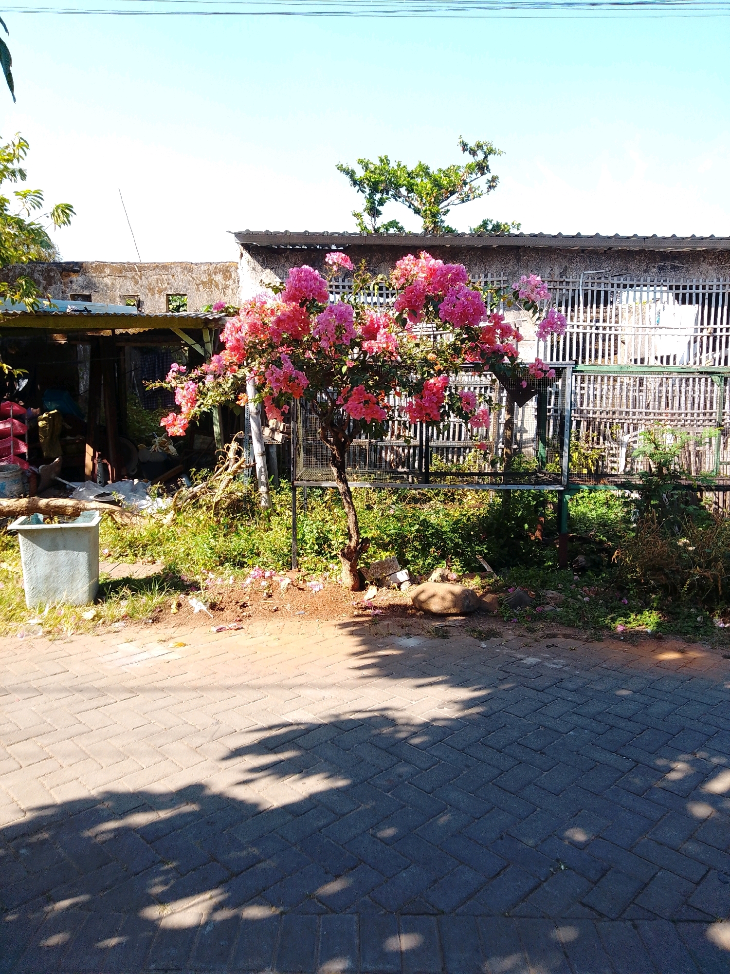 The image depicts an outdoor scene in Cikal, Indonesia, on a clear, sunny day. In the foreground, a paved walkway made of interlocking bricks is visible, with dappled shadows of leaves cast upon it. To the left, a light gray, rectangular plastic bin sits on the edge of the walkway. Beyond the walkway and bin, a vibrant flowering tree with abundant pink and fuchsia bougainvillea blossoms is the central focus. The tree has a slender brown trunk and branches. Behind the tree, a slightly dilapidated building complex is visible. This complex features a tiled roof and a weathered concrete wall with some openings. Attached to the building is a corrugated metal lean-to or awning. A metal fence, likely for security or enclosure, runs along the property line behind the tree and building. Various plants, including green foliage and smaller flowering bushes, grow in the area between the building and the fence. The environment appears to be a residential or mixed-use area, possibly a yard or alleyway adjacent to a street. No people are present in the image.