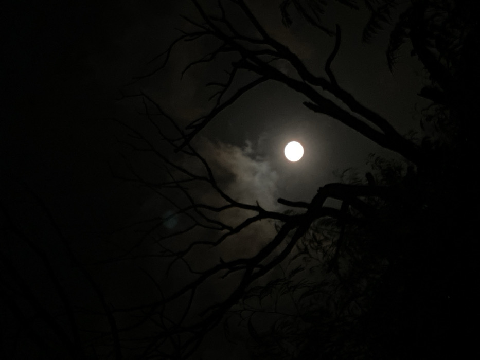 A stark, low-angle nighttime scene presents a full moon shining brightly through a veil of light clouds. The moon is framed by silhouetted tree branches, their intricate patterns reaching out against the dark sky. The overall tone is one of eerie beauty, with the contrast between the bright moon and the deep shadows creating a dramatic effect.