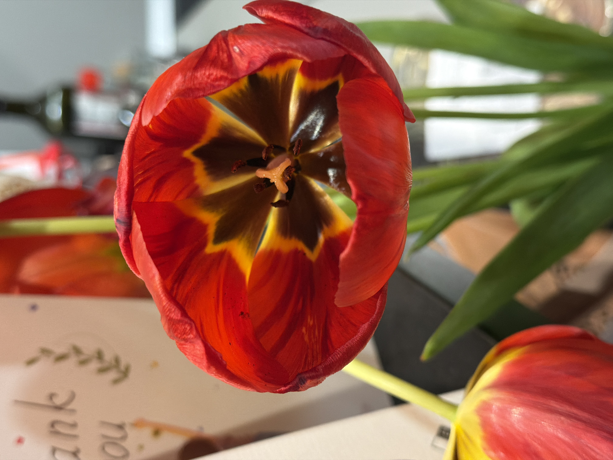 A close-up shot of a red tulip with a dark center. The flower is fully open, showing the pistil and stamens. Green leaves are visible on the right side of the image. A "thank you" card is partially visible in the background on the left. A wine bottle is blurred in the background. The setting appears to be indoors on a table. No evidence suggests this photo was taken in Varna, Bulgaria.