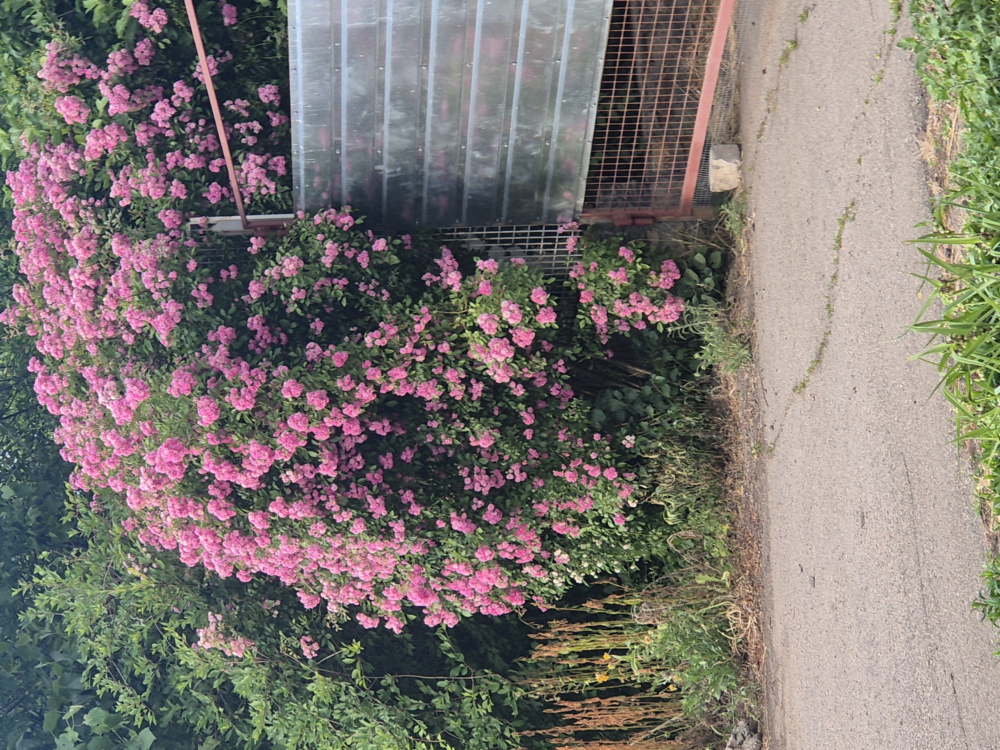 In Sozonivka, Ukraine, a dense bush of pink roses flourishes beside a corrugated metal gate and fence. The gate, constructed from horizontal metal panels, appears to be part of an enclosure. The roses spill over the top of the fence, with some branches reaching towards the metal. In the foreground, a paved surface, possibly a road or pathway, is visible. The overall scene suggests an outdoor setting, likely a garden or the entrance to a property, with abundant vegetation and functional outdoor structures.