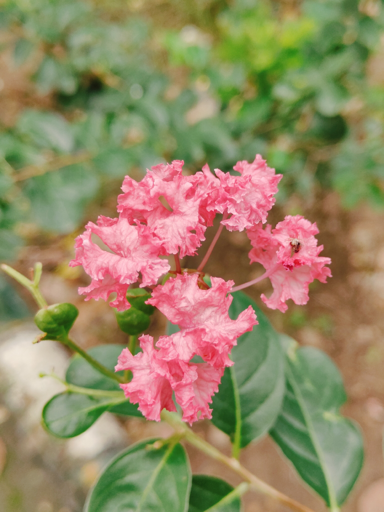 A close-up shot captures a cluster of vibrant pink crepe myrtle flowers in bloom. The petals are delicately ruffled, creating a soft, textured appearance. A small bee is visible on one of the flowers, its dark body contrasting with the bright pink petals. Below the flowers, two unopened green buds are present, along with several lush green leaves. The background is a soft blur of green foliage and brown earth, indicating an outdoor setting, possibly a garden in Gurgaon, India, given the context of the query. The lighting is natural, suggesting it was taken during daylight hours.