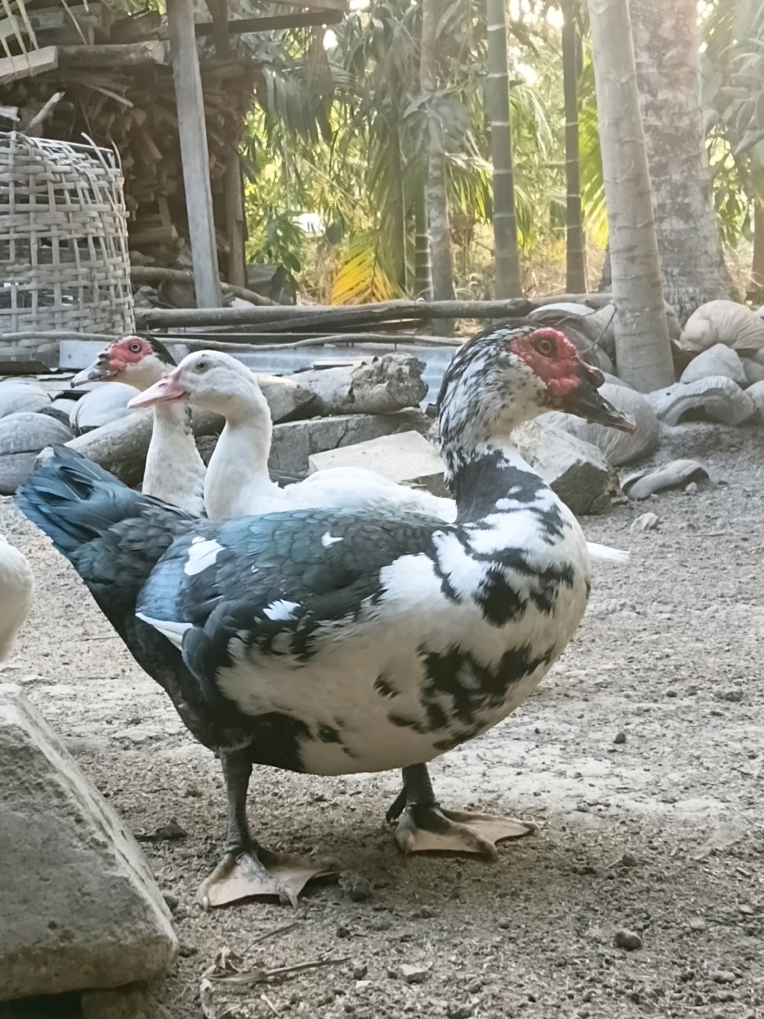 In Margo Rukun, Indonesia, a flock of ducks stands on a dirt and gravel ground. The ducks have black and white plumage, and some have red patches around their eyes and beaks. One duck in the foreground is particularly striking, with its distinctive black and white markings and red facial features. In the background, a large woven basket, a pile of firewood, and several palm trees are visible, suggesting a rural or semi-rural setting. The lighting indicates it is daytime, possibly late afternoon, given the warm tones.