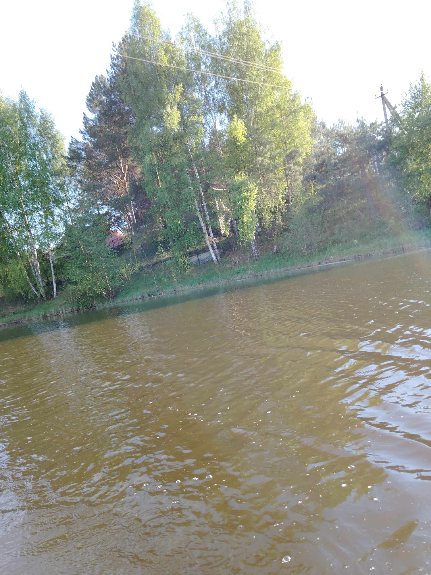 The image captures a body of water, likely a lake or river, in the city of Stroitel', Russia. The water is murky, with an indistinct brown hue and gentle ripples across the surface, suggesting a slight breeze. The bank of the water body is lined with various trees, including birches with their characteristic white bark. The foliage is dense and green, indicating a season of active growth, likely spring or summer. The trees cast shadows on the bank and partially reflect in the water. A power line pole is visible through the trees. The overall scene has a natural, somewhat undeveloped feel, suggesting a location on the outskirts of the urban area.