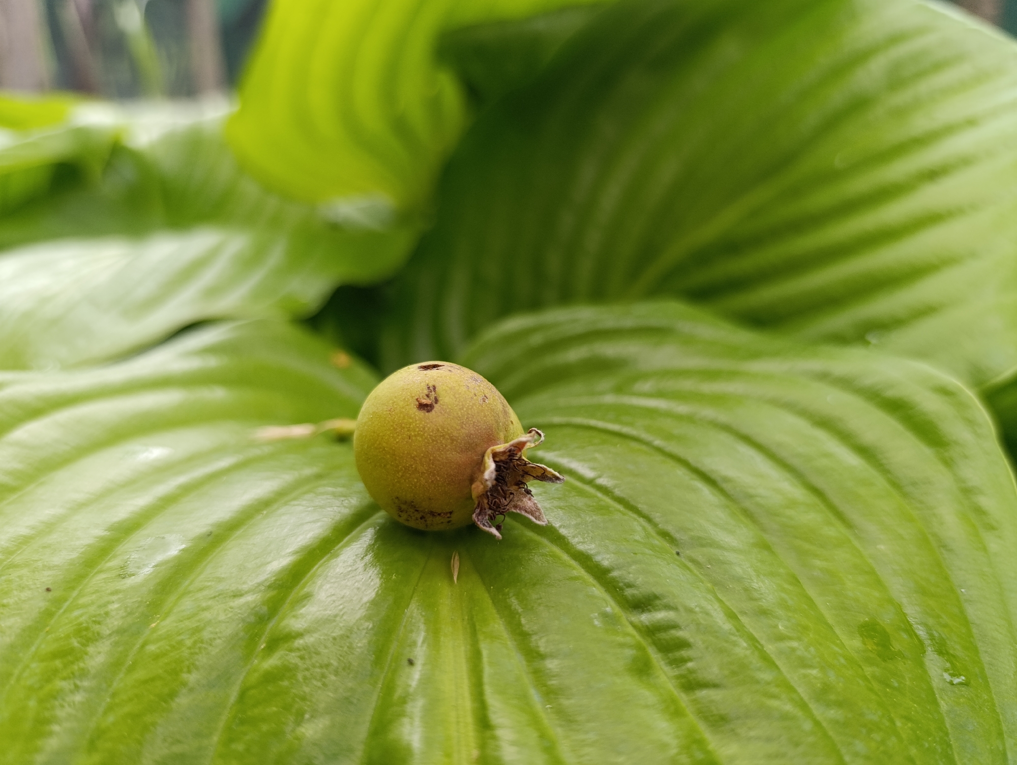 A single, spherical, light olive-green fruit, approximately 2-3 cm in diameter, rests centrally on a broad, vibrant green leaf. The fruit exhibits minor brownish mottling and features a prominent, dried, star-shaped calyx, brown in coloration, at its lower-right end. The leaf surface is semi-glossy with distinct, parallel, slightly concave veins running across its width. Small reflections or minor moisture spots are visible on the leaf. Further blurred green foliage, ranging from bright lime to deeper forest green, forms a soft, out-of-focus background, indicating a lush plant environment. The scene is illuminated by soft, diffused natural light. This outdoor setting is located in Nikolichevtsi, Bulgaria.
