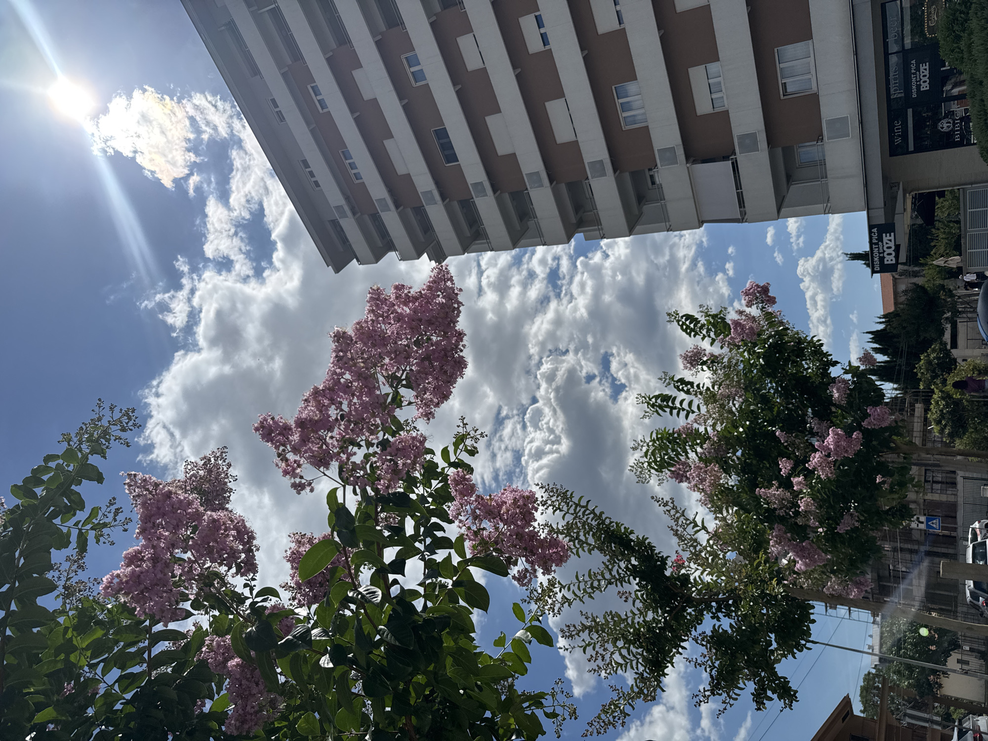 This media file is a low-angle shot looking up at a clear blue sky filled with fluffy white clouds, with the sun shining brightly in the upper left corner. In the foreground, several branches of a tree with abundant clusters of small, pink flowers are visible, along with lush green leaves.
Dominating the upper portion of the image is the side of a modern, multi-story building with a repetitive pattern of windows and balconies. The building's facade is a light color with darker horizontal accents. Below the building and to the right, some shops are visible with signage. One sign reads "DISCOUNT PIĆA & SHOP" and "BOOZE." Other signs are partially visible and mention "wine," "spirits," and "beer."
The overall scene suggests an outdoor urban environment on a sunny day. The bright sunlight and clear sky indicate it is daytime, likely mid-morning or early afternoon. The presence of trees and flowers suggests a pleasant, possibly warm, climate. The composition, with the building and sky meeting at an angle, and the upward-looking perspective, creates a sense of depth and spaciousness. There are no people clearly visible in the frame. The image has a bright and airy feel.