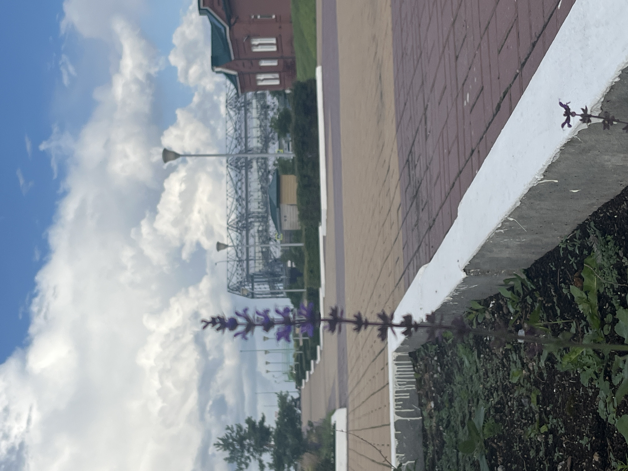 The image shows an outdoor scene with a paved walkway and a flower bed in the foreground. A single purple flower stalk with small blooms is prominent in the left foreground, emerging from a dark soil bed bordered by a white concrete planter. The walkway is paved with reddish-brown bricks laid in a pattern, and there are some light-colored paving stones further back. In the middle ground, a series of white-topped planters with bushes are visible along the walkway, which recedes into the distance. Beyond the planters, there are several lamp posts and a large, modern glass and metal structure that appears to be a greenhouse or exhibition hall. To the right of this structure, a red brick building with a green roof and white-trimmed windows is visible. The sky above is partly cloudy with large white cumulus clouds against a blue sky. The scene appears to be in a park or public space in Nizhny Novgorod, Russia, likely near an area with exhibition facilities. There are no people or animals visible in the frame. The lighting suggests it is daytime with diffused sunlight.