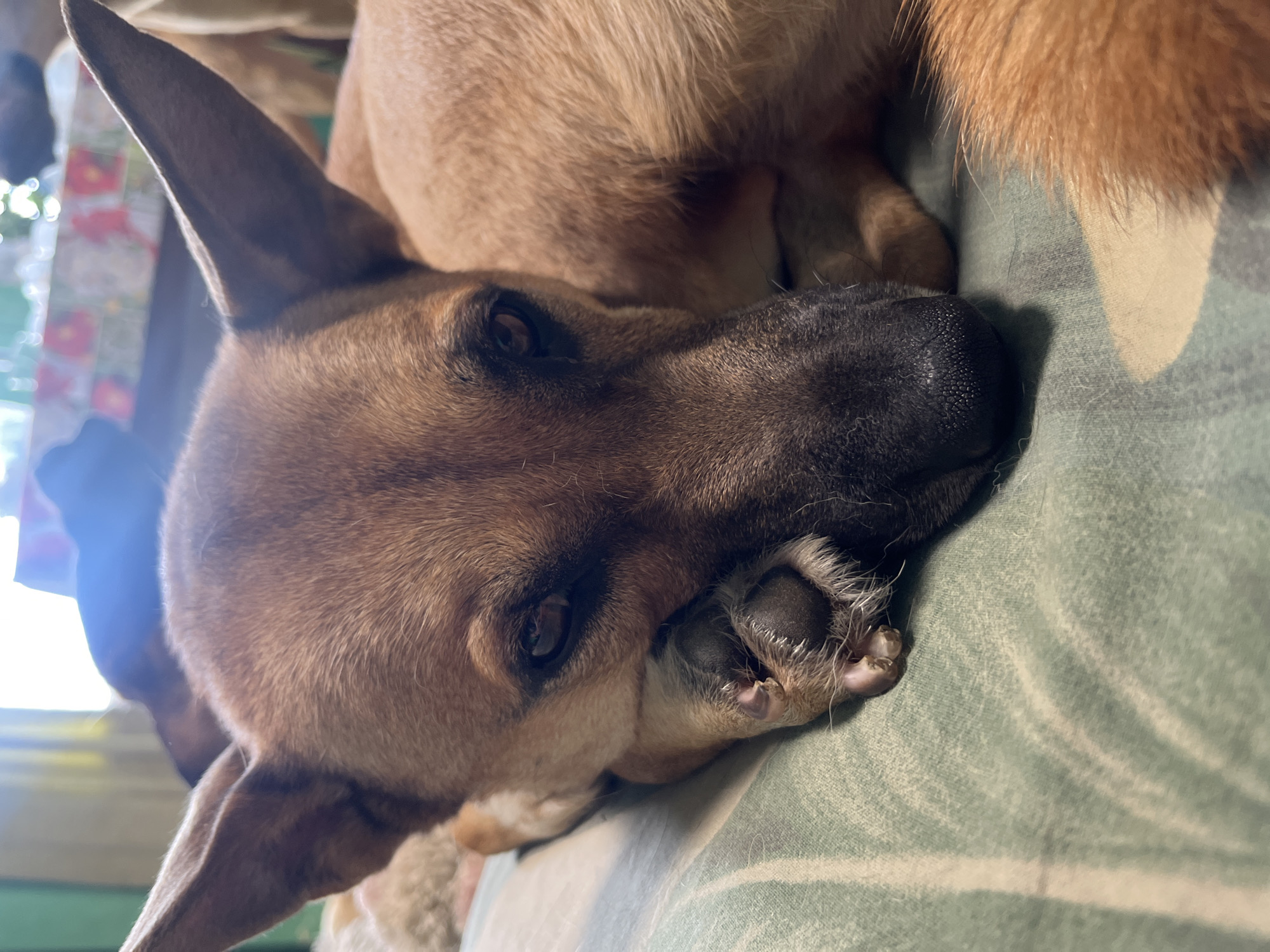 A close-up, eye-level shot captures a tan-colored dog lying on a green and white patterned surface, likely a bed or couch. The dog's head is turned towards the camera, with its left paw resting near its face, and its eyes are partially closed. The background is blurred, showing other dogs and possibly furniture, suggesting an indoor setting. The lighting appears to be natural, coming from a window, and creates a soft glow on the dog's fur. The image is sharp and detailed, focusing on the dog's features. This scene is not specific to Nizhny Tagil, Russia, or any particular city.