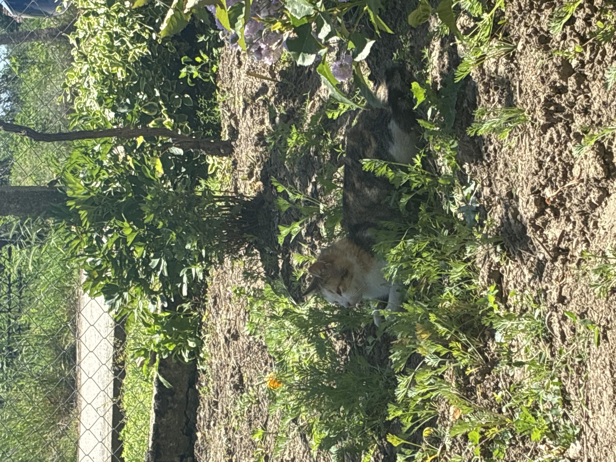 The image shows a ground-level view of a garden or yard in Unknown, Unknown. The ground is covered in dirt, interspersed with various green plants and weeds. A cat, predominantly white and brown, is lying in the vegetation, partially obscured by the plants. To the left, there is a fence with foliage growing around it. A tree trunk is visible next to the fence. Sunlight is casting shadows across the scene.