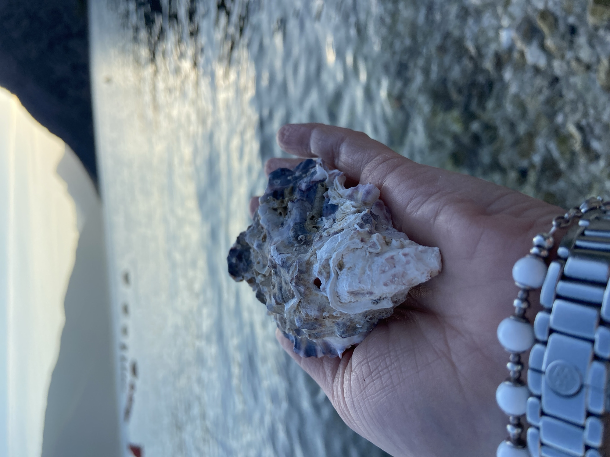 A hand holds a weathered oyster shell in front of the waters of the Bay of Kotor, near Donji Orahovac, Montenegro. The shell is grey, white, and blue, with a rough, uneven texture. The hand holding it is pale and appears to be female, adorned with a watch and beaded bracelet. The water behind the hand is blurred, with shades of blue and white suggesting sunlight reflecting off the surface. A dark landmass is visible on the left side of the frame.