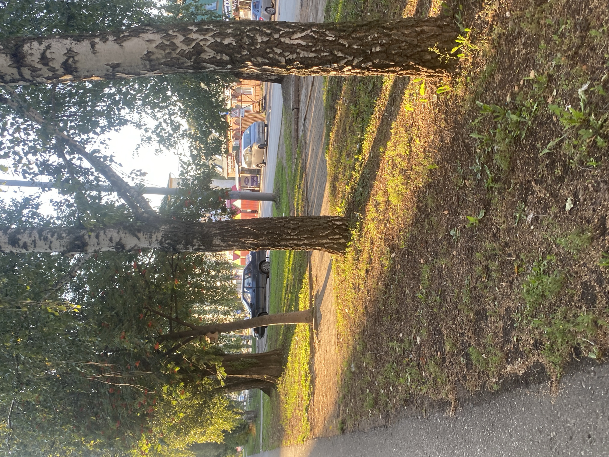The image depicts a street scene in Neftekamsk, Russia, during daylight hours, with the sun casting long shadows. The foreground shows an asphalt sidewalk bordering a grassy area with sparse vegetation and some scattered dry leaves and debris. Several mature trees with rough bark and dense green foliage line the sidewalk. One of these trees has red berries. In the background, a paved road runs parallel to the sidewalk, with several cars parked or driving on it. Buildings with windows and signs are visible on the opposite side of the road. The overall environment suggests a residential or commercial street in a town or city.