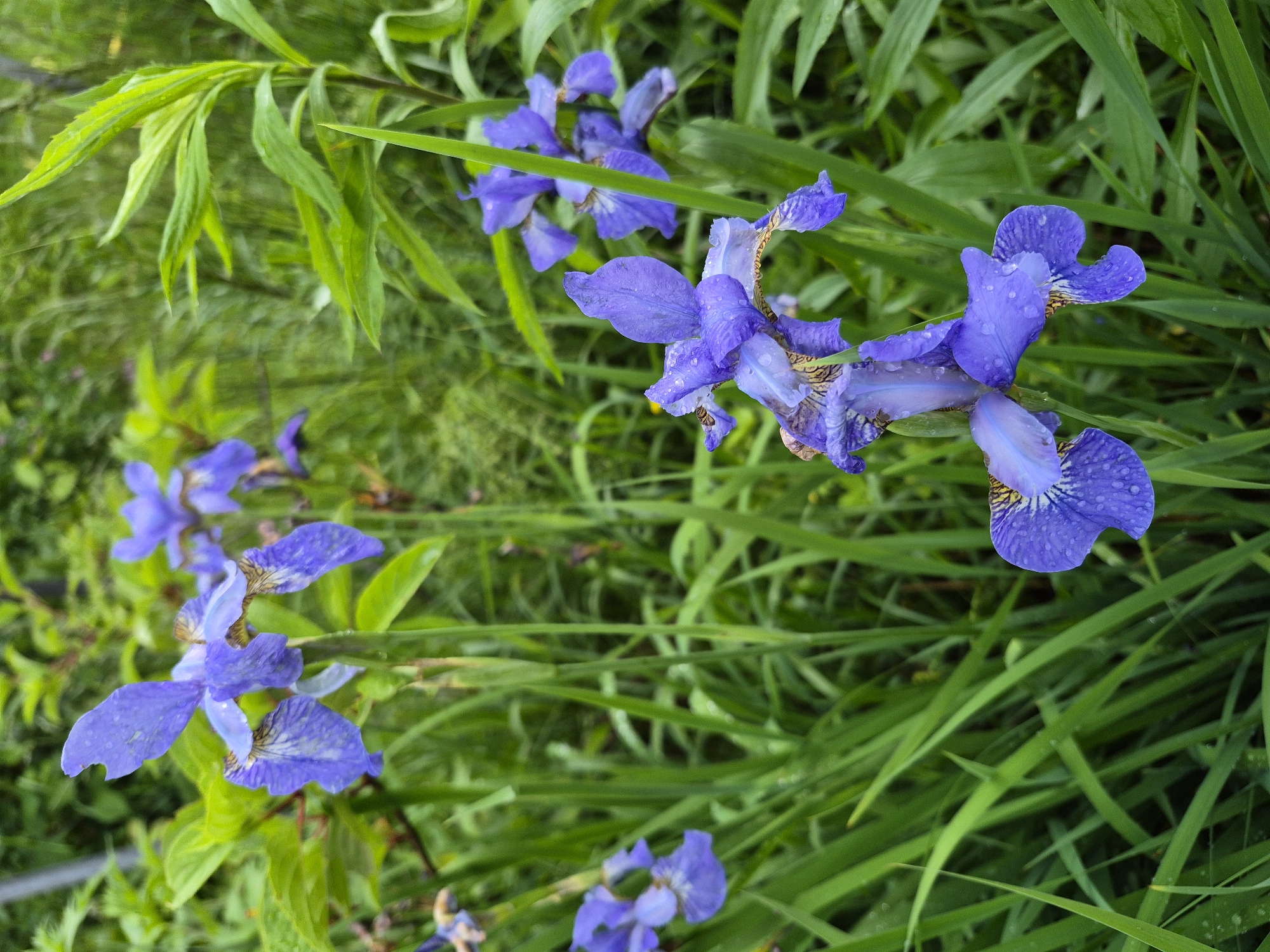 The image displays a close-up, ground-level view of multiple blue-violet iris flowers thriving amidst dense green foliage in Hlevakha, Ukraine. The primary subjects are several blooming irises, characterized by periwinkle blue to deep violet petals with subtle brown and yellow striations on their lower "falls." Numerous small, clear water droplets visibly cling to the petals and leaves, indicating recent precipitation or heavy dew.
The flowers are interspersed among a lush growth of tall, slender green grasses and broader-leafed plants, which vary in shade from light to dark green and form a rich, textured backdrop. Some foreground foliage is slightly blurred, guiding focus to the sharply detailed flowers in the midground. The background consists of heavily blurred green vegetation, suggesting a natural, uncultivated setting. No human figures, animals, or man-made structures are visible. The scene is illuminated by natural, diffused light, highlighting the vibrancy of the plant life.
