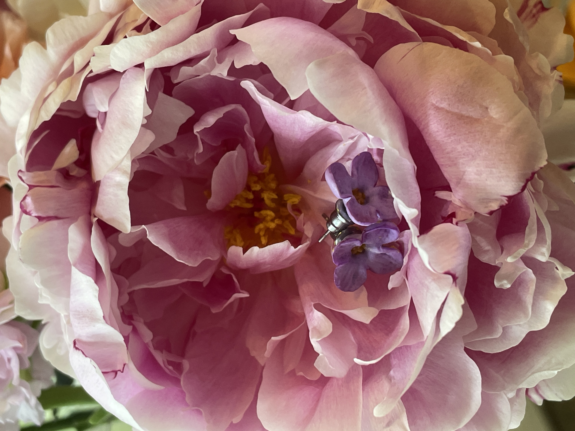 A close-up photograph shows a pink and white peony flower in full bloom. Inside the flower, nestled among the petals, are three small purple flowers with a silver earring. The earring appears to be a stud earring with a butterfly clasp. The environment is out of focus, but appears to be a home or indoor setting due to the natural lighting. The location in Khimki, Russia cannot be determined from this image.