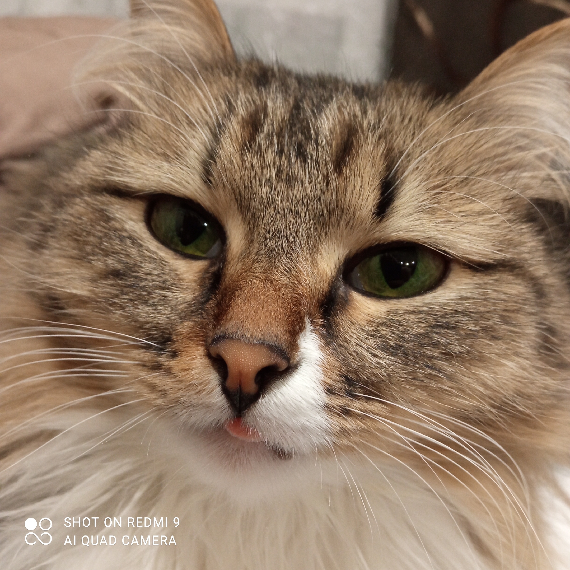A close-up shot captures the face of a long-haired cat with a blep. The cat has green eyes, a pink nose, and a mix of brown and white fur. The cat's tongue is slightly visible, giving it a sleepy expression. The background is blurred and indistinct. The image includes a watermark in the lower-left corner, "SHOT ON REDMI 9 AI QUAD CAMERA". There is no indication of a location or connection to the city of Chaikovsky, Russia.
