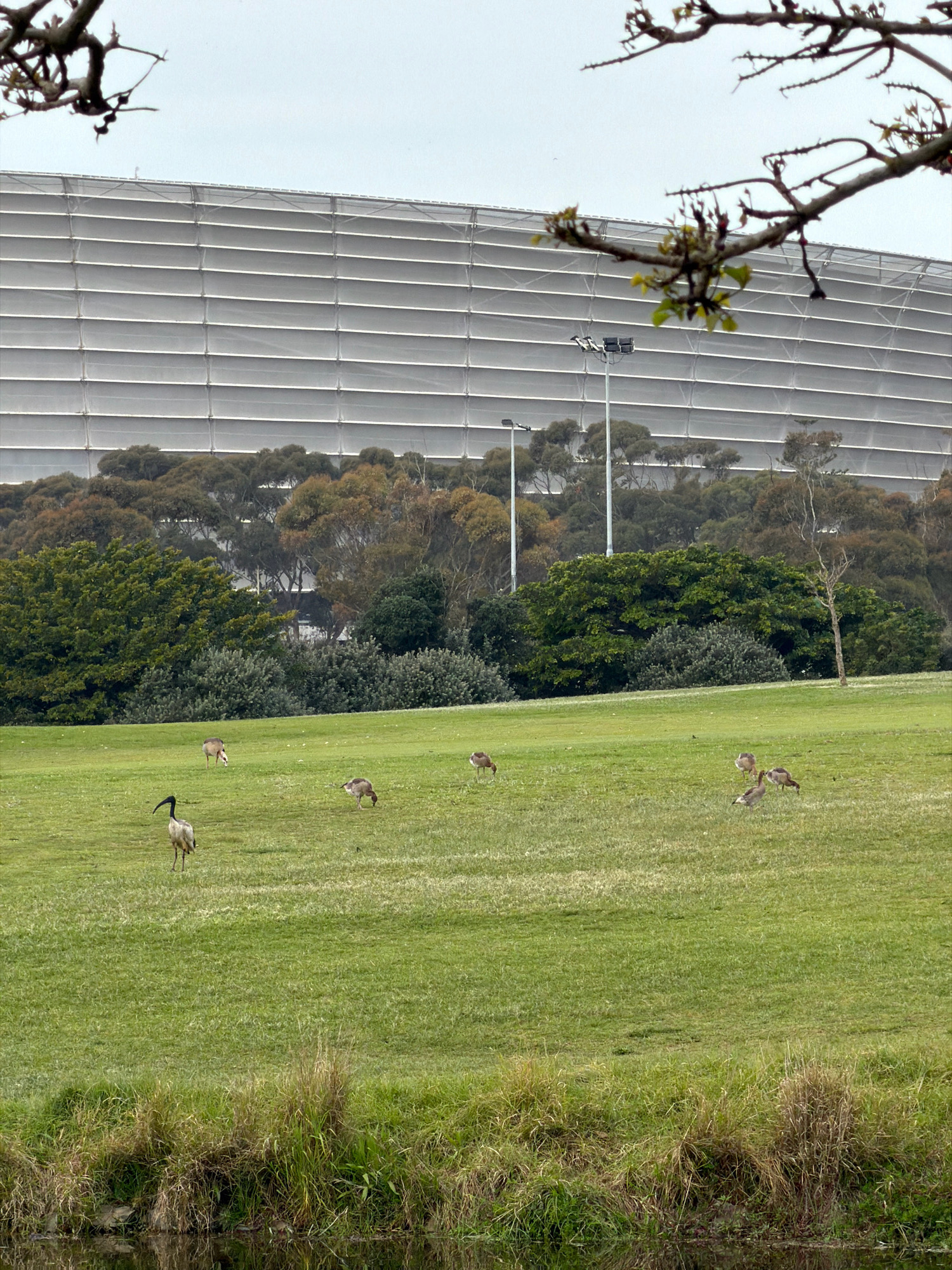 The image depicts a grassy field with several birds and a deer in the foreground. In the background, a large, white, stadium-like structure dominates the skyline, framed by trees and a cloudy sky. A bare tree branch with a few budding leaves hangs in the upper right corner, partially obscuring the view of the stadium. A body of water is visible in the bottom left of the image. The birds appear to be ibis and possibly geese, and the deer is grazing in the distance. The overall impression is one of a natural landscape juxtaposed with a large, modern man-made structure, possibly suggesting a park or public space adjacent to a stadium.
This scene is consistent with the area surrounding the Cape Town Stadium in Cape Town, South Africa, a multi-purpose stadium located at the Foreshore. The stadium's distinctive white exterior and the presence of the green parkland with wildlife are characteristic of this location.
