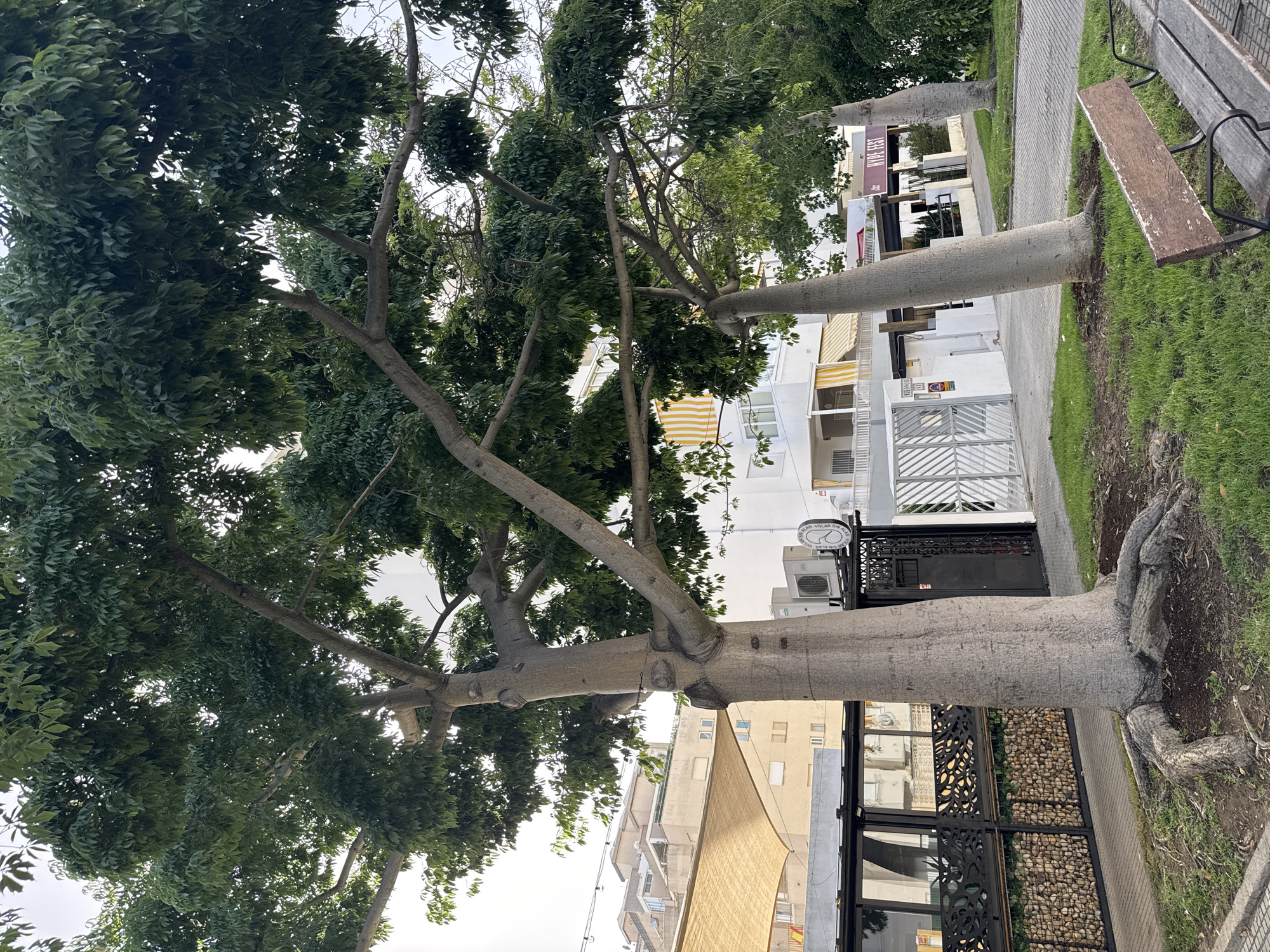 In Gandia, Spain, a clear daytime shot captures a street scene dominated by two distinctive bottle trees with thick, light-grey trunks and widespread roots visible above ground. These trees are positioned on a grassy median, flanking a paved walkway. Beyond the walkway, a black metal fence with an ornate design encloses a decorative wall constructed of stones. Adjacent to this is a building with large glass windows and a black awning, behind which are visible air conditioning units. Further back, white buildings with yellow awnings and balconies are visible, indicating a residential or commercial area. A simple wooden bench with metal legs sits on the grassy area in the foreground, facing the walkway and trees. The sky is overcast.