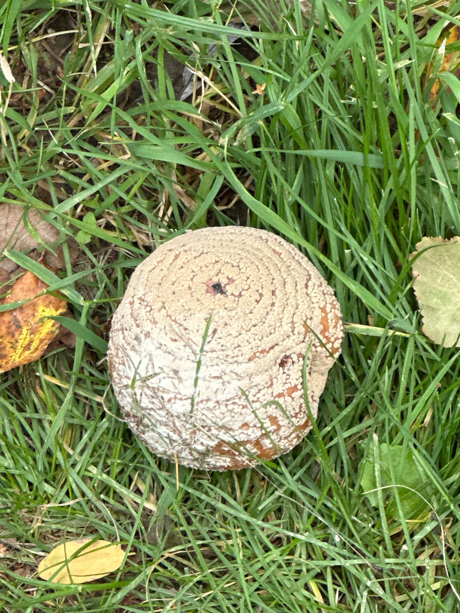 The image is a close-up, overhead view of a rotten apple lying on a patch of green grass with scattered fallen leaves. The apple is off-white and tan, with a textured, almost scaly surface, and appears to be covered in some sort of fungal growth, particularly on the lower portion. A small dark spot, possibly the remnant of the apple's stem or blossom end, is visible near the top. The grass is lush and green, with some blades appearing dry or yellowed, suggesting it is autumn. A few dried leaves, one bright yellow and another with yellow and orange mottling, are visible to the left of the apple. Another green leaf is visible to the right of the apple. The scene appears to be in an outdoor, natural setting, such as a park or garden. There are no people or animals present, and no discernible urban elements that would indicate a specific location within Minsk, Belarus.