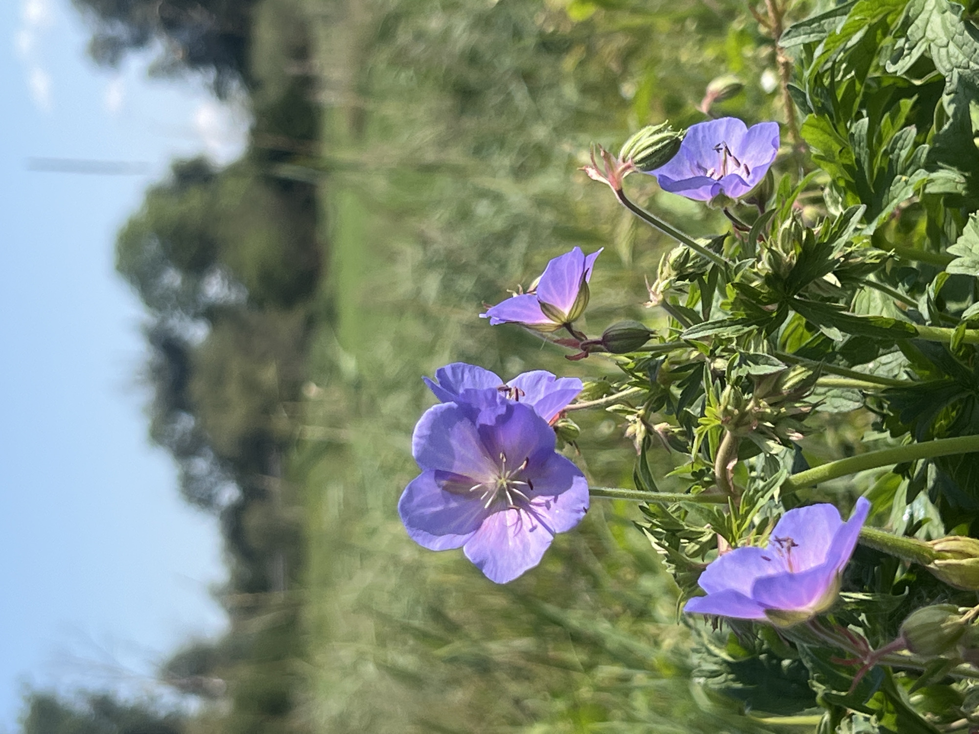 This is a close-up, vertical outdoor shot of purple flowers in a natural setting. The flowers are in focus in the foreground, with details of their petals, stamens, and leaves visible. The background is softly blurred, showing a green field with trees and a blue sky. The image was taken on a sunny day, indicated by the bright lighting and clear sky. The scene appears to be a meadow or garden area, likely within the city of Moosburg, Germany, given the context of the request. There are no people or specific actions depicted.