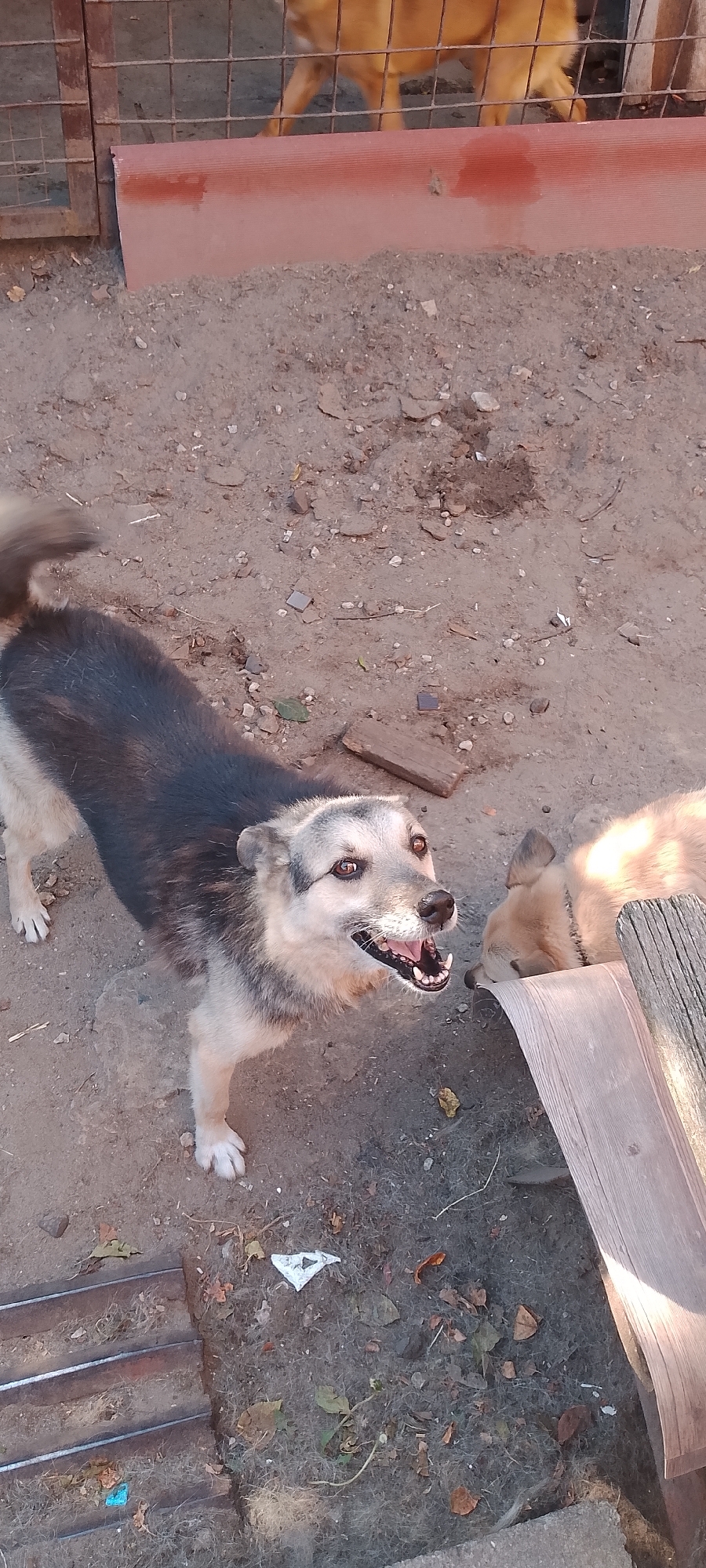 Two dogs are visible in an outdoor area. The dog in the foreground, facing the camera, is a medium-sized mixed breed with black and tan fur and light-colored eyes. It has its mouth open, displaying its teeth and tongue. The second dog, a lighter-colored breed, is lying down next to a wooden structure on the right side of the image, with its head down and facing away from the camera. The ground is covered with dirt, small rocks, and some debris, including leaves and what appears to be animal fur. In the background, a fence with vertical bars is visible, and behind it, the legs of another animal, possibly a dog, can be seen. The setting appears to be a yard or an enclosure, possibly in a rural or semi-urban environment. There is no indication of the city of Belgorod, Russia in the image itself.