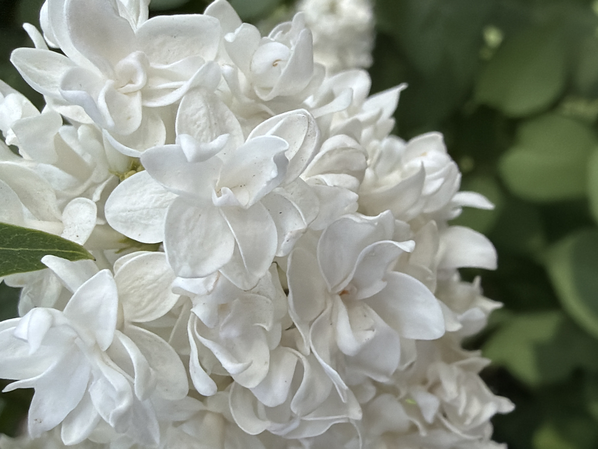 The image shows a close-up of a cluster of white lilac flowers. The individual flowers have four petals and are densely packed together. A green leaf is visible amongst the flowers on the left side. The background is blurred green foliage. No people or actions are depicted. There is no way to verify if this is in the city of Chaikovsky, Russia.
