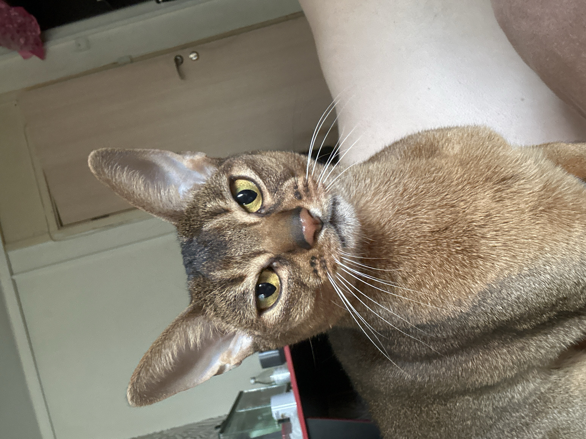 A close-up, slightly angled view of a brown Abyssinian cat. The cat has large, pointed ears and prominent, gold-colored eyes. Its fur is a mix of brown and darker shades. Some long, white whiskers extend from its muzzle. The background includes a light-colored wall or cabinet, and a blurred area that appears to be a person's arm or leg. There is no indication of the location being in Moscow, Russia.