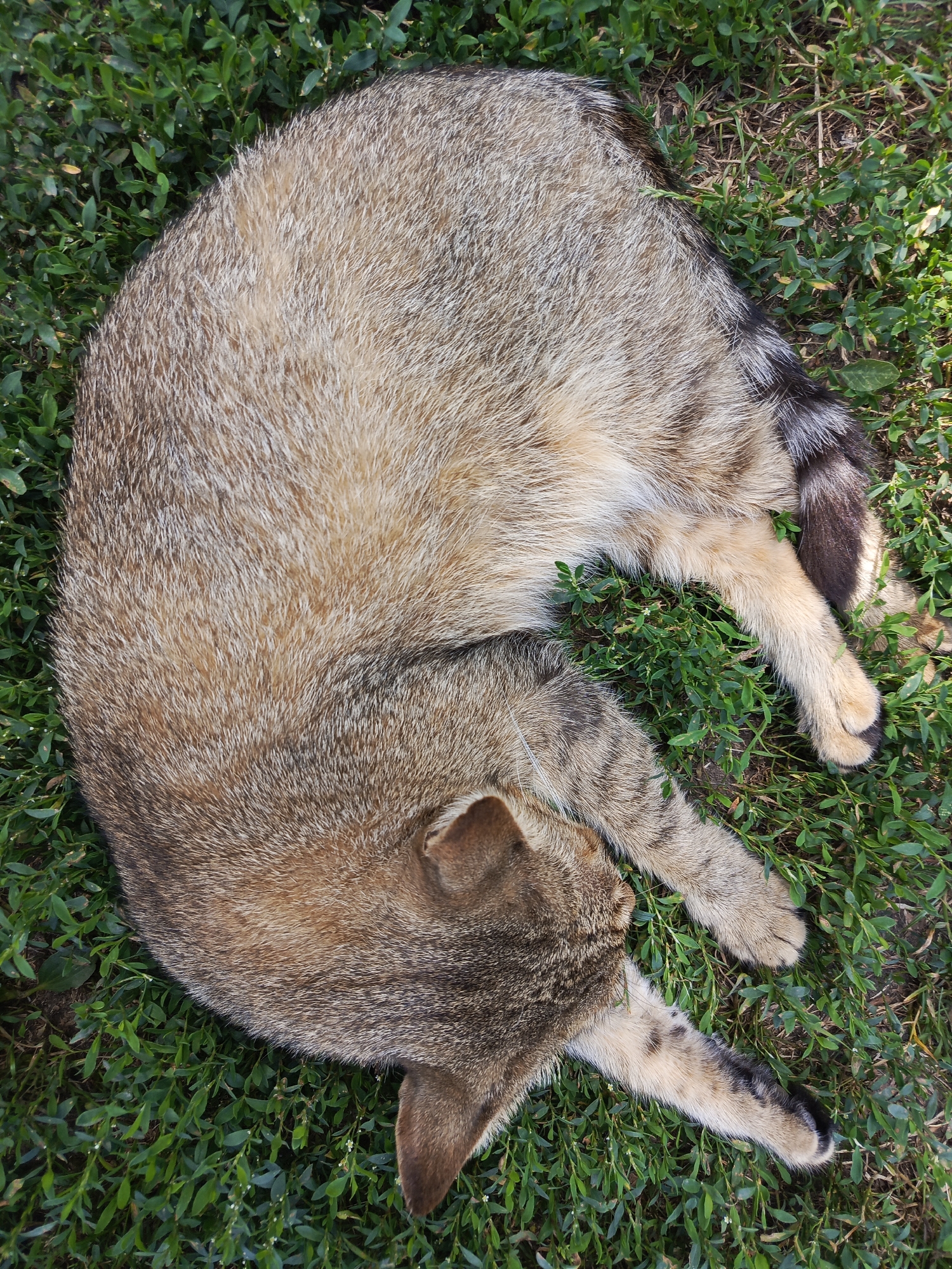 A tabby cat is curled up and sleeping on a patch of green grass. The cat's fur is a mix of brown, tan, and black stripes. Its tail is tucked around its body, and its paws are resting on the grass. The cat appears to be in a relaxed and peaceful state. The background consists of dense green grass with some small white flowers scattered throughout. The scene is natural and appears to be outdoors.