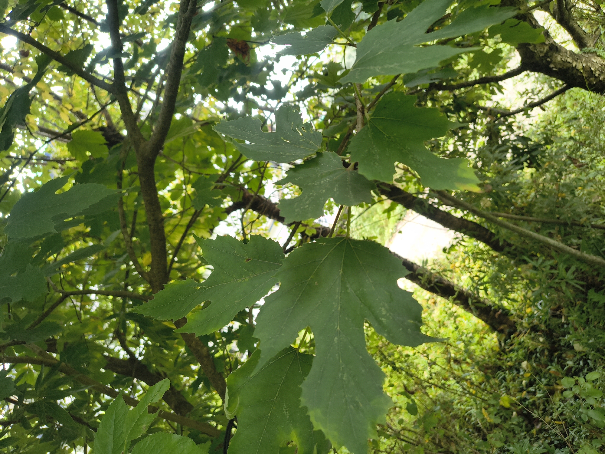 The image shows a close-up view of lush green foliage from the perspective of looking upwards through tree branches. Several large, distinct leaves with serrated edges and lobed shapes dominate the foreground, with a significant portion of the image dedicated to these leaves and the interwoven branches. Behind the leaves, the background is a dappled mix of more green foliage, branches, and bright, hazy sunlight filtering through the canopy. The overall impression is one of being immersed in a dense, natural environment. There are no people, animals, or man-made objects clearly visible in the image, nor any specific identifiable landmarks within Haini, India. The scene is entirely focused on the natural elements of trees and vegetation.